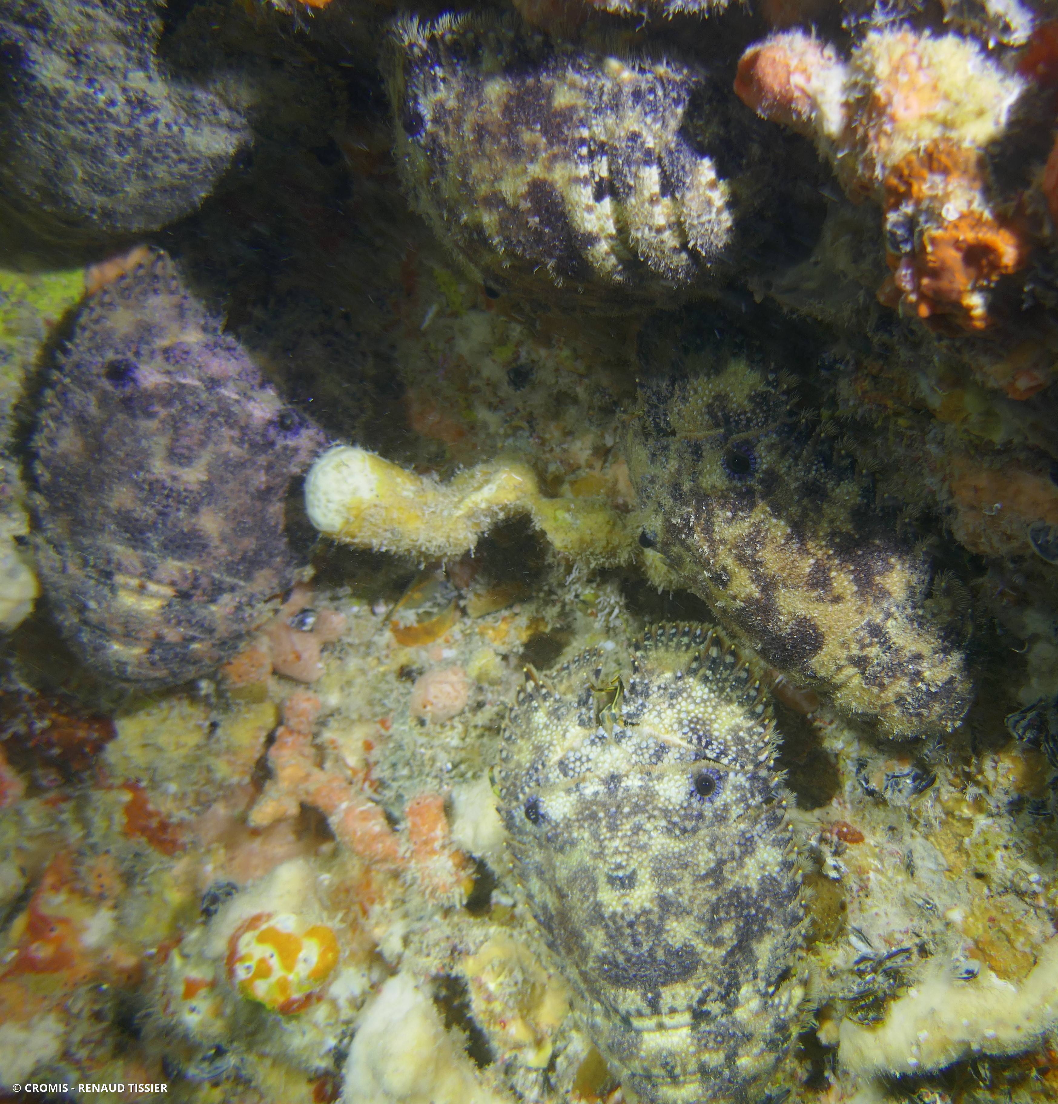 Cigale de mer sculptée