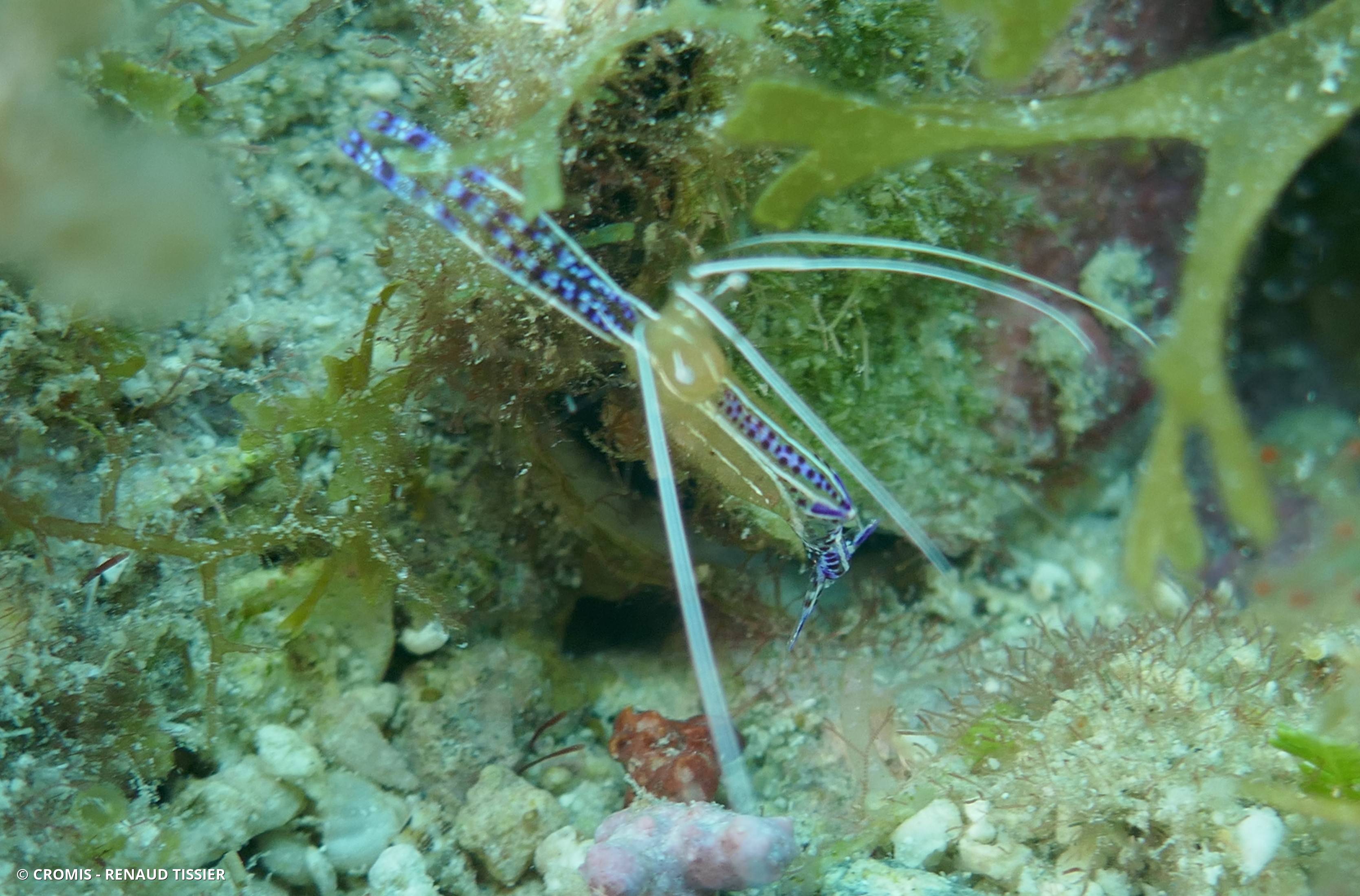 Crevette nettoyeuse de Pederson