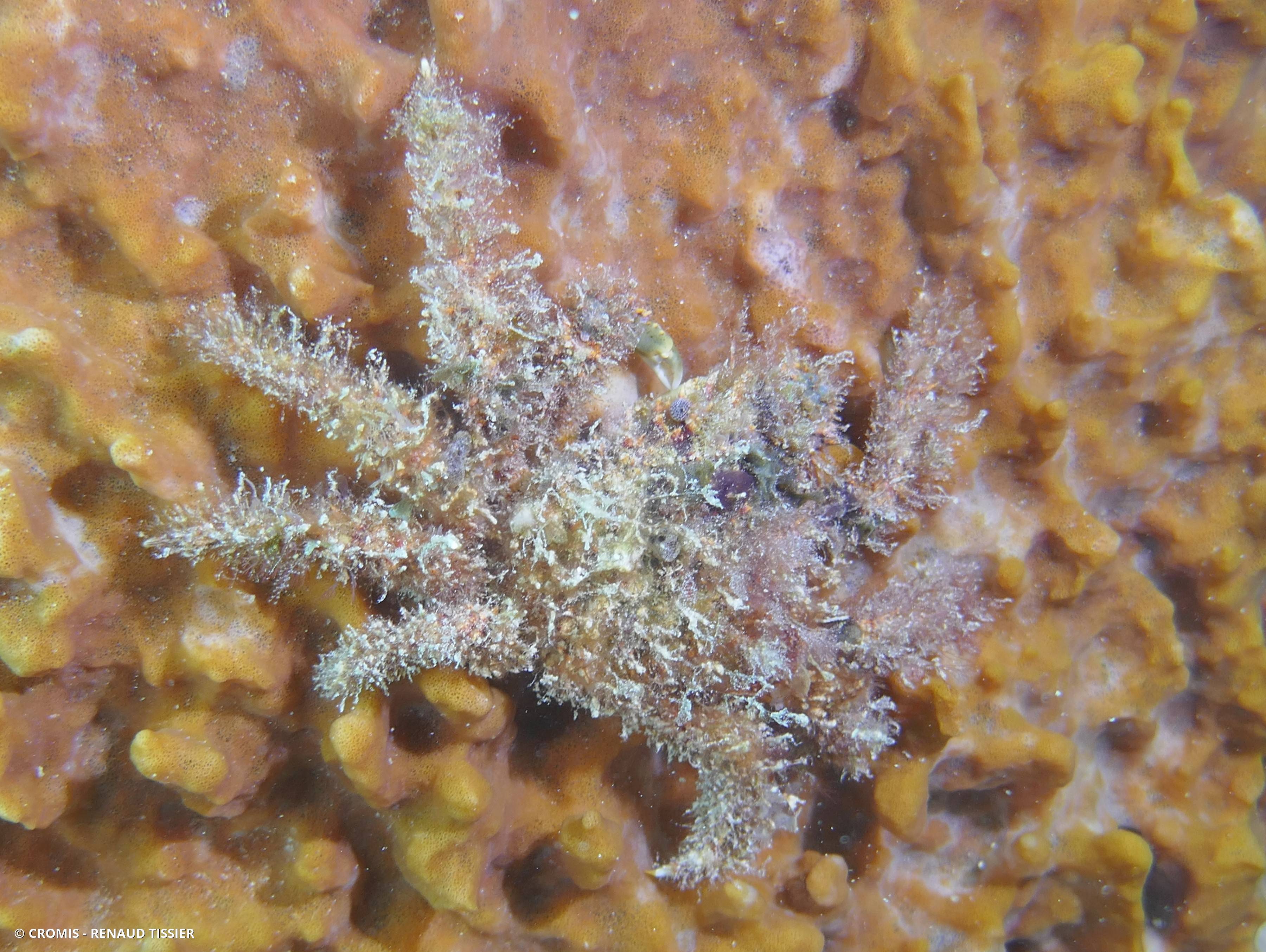 Araignée de mer verruqueuse