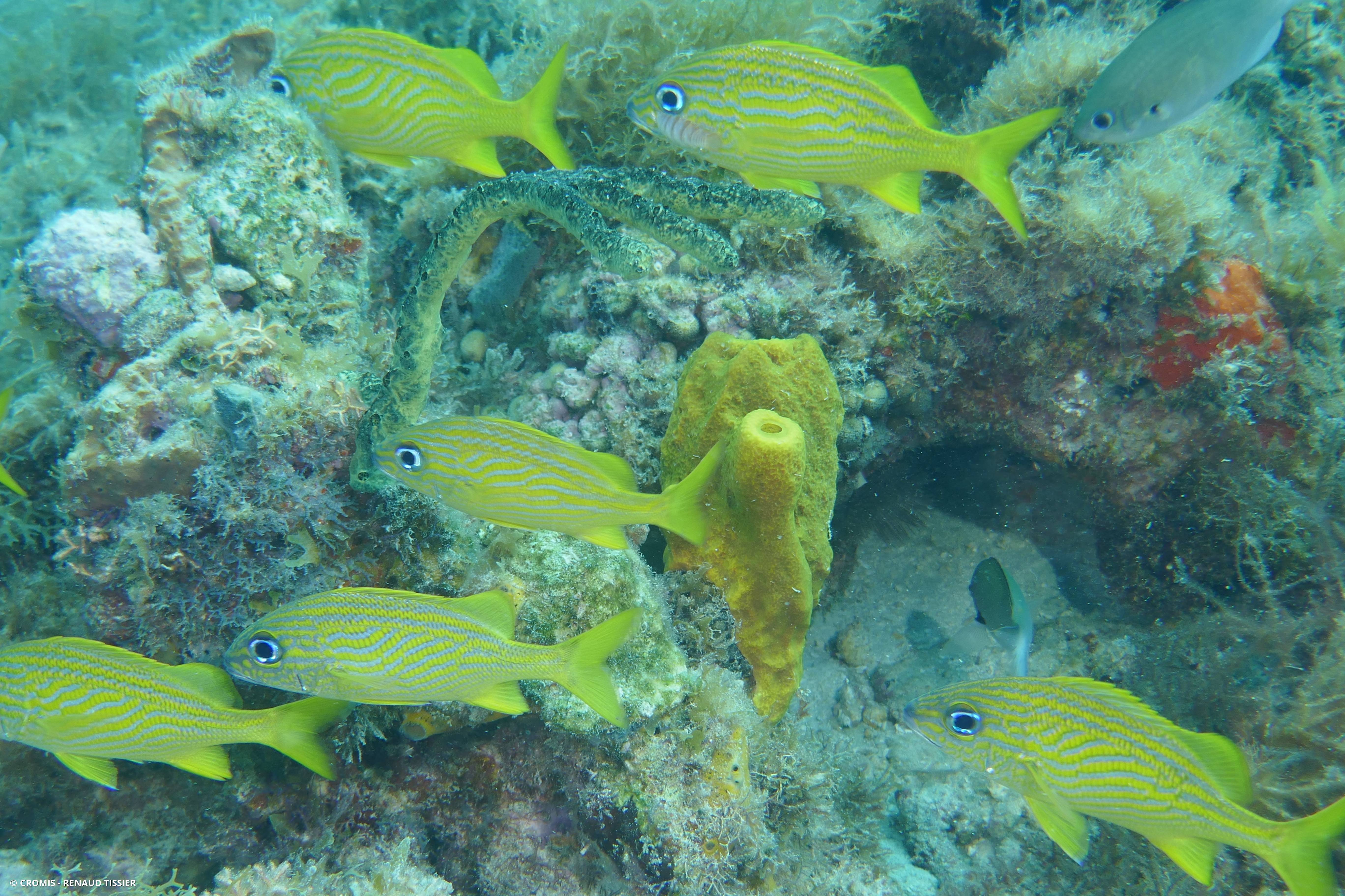 Gorette jaune