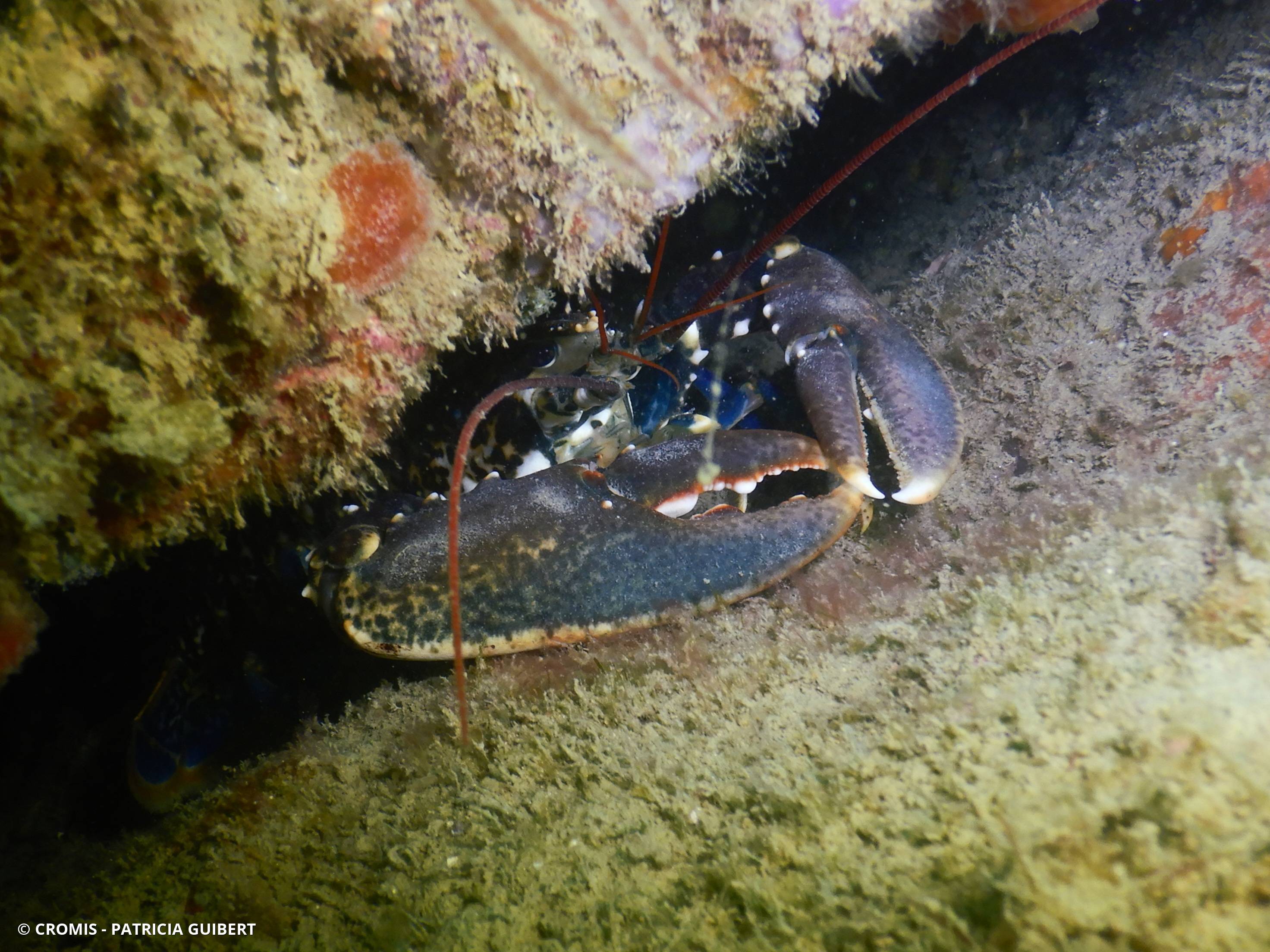 Homard européen