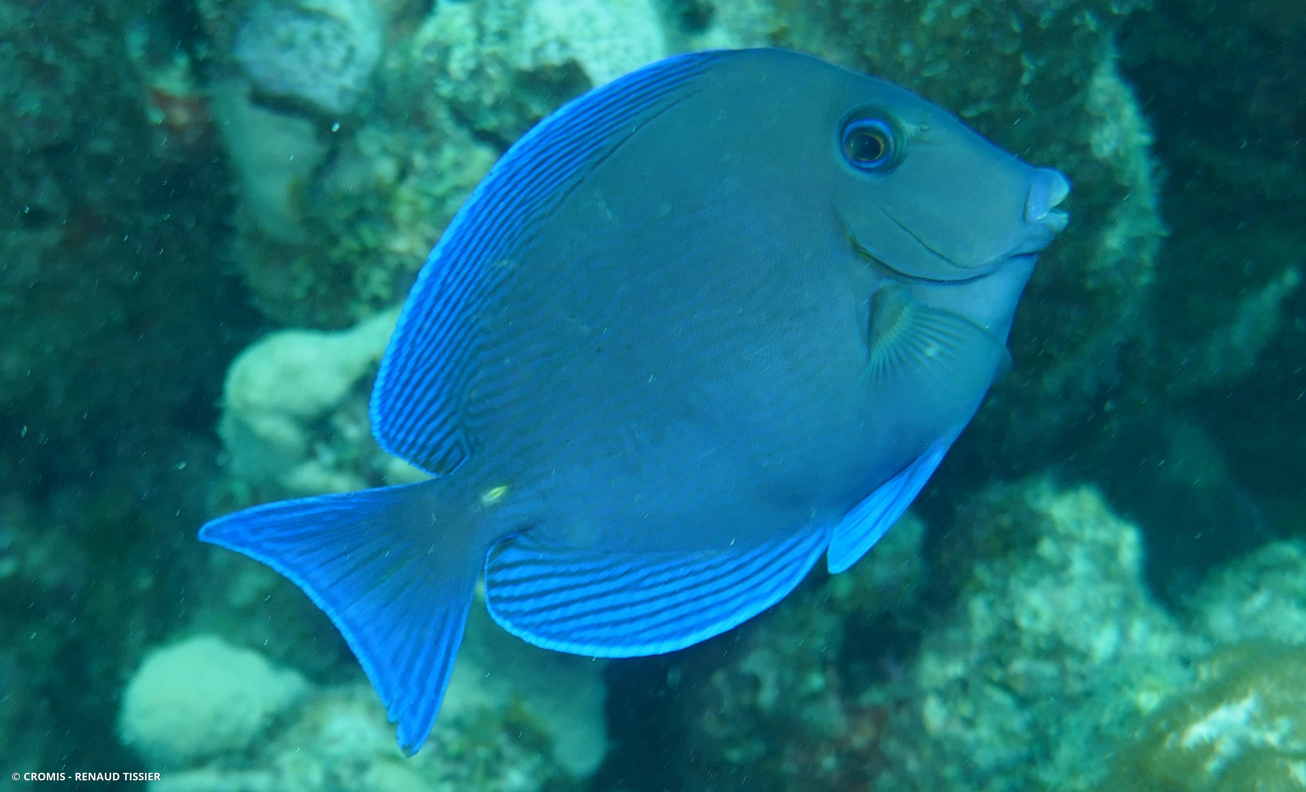 Chirurgien bleu