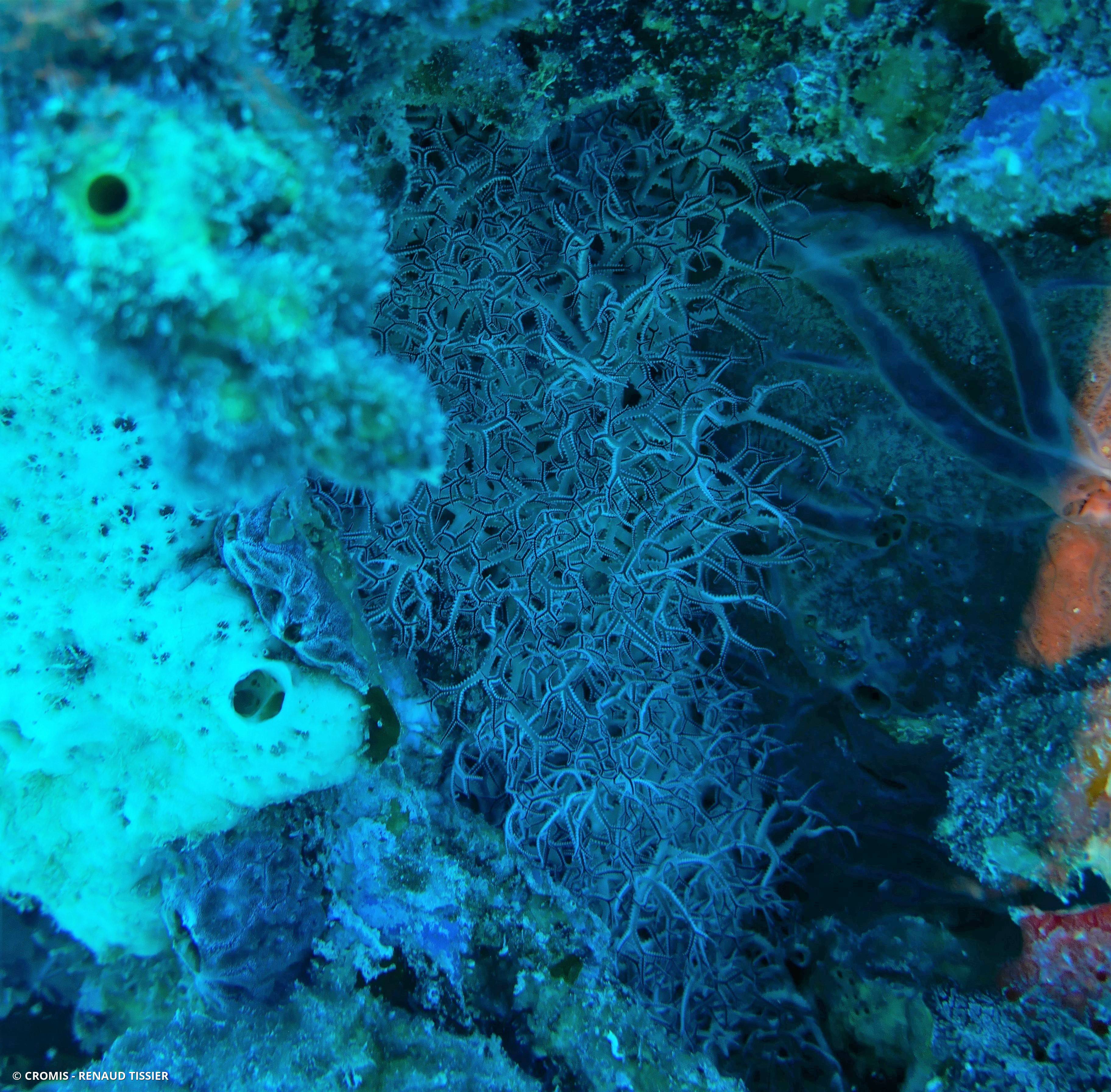 Gorgonocéphale géant