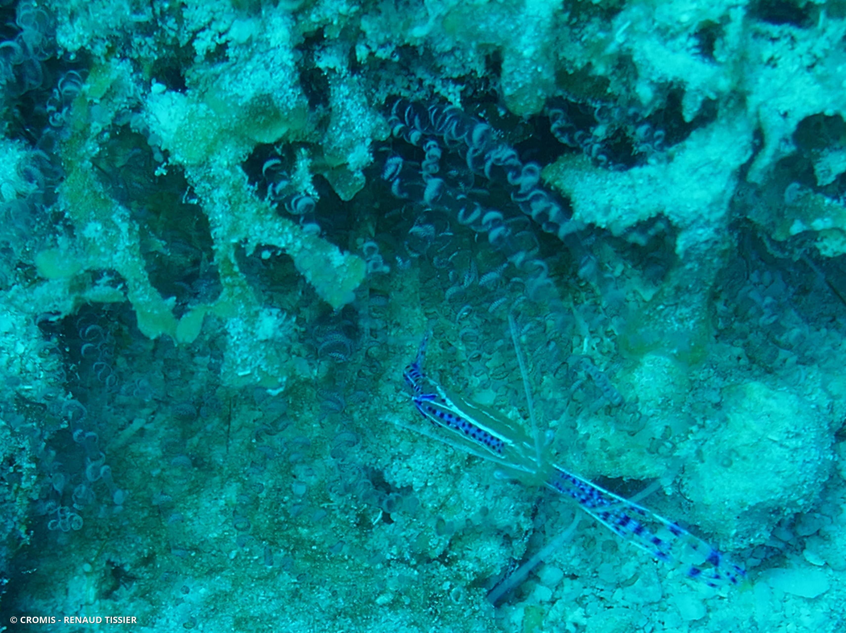 Crevette nettoyeuse de Pederson