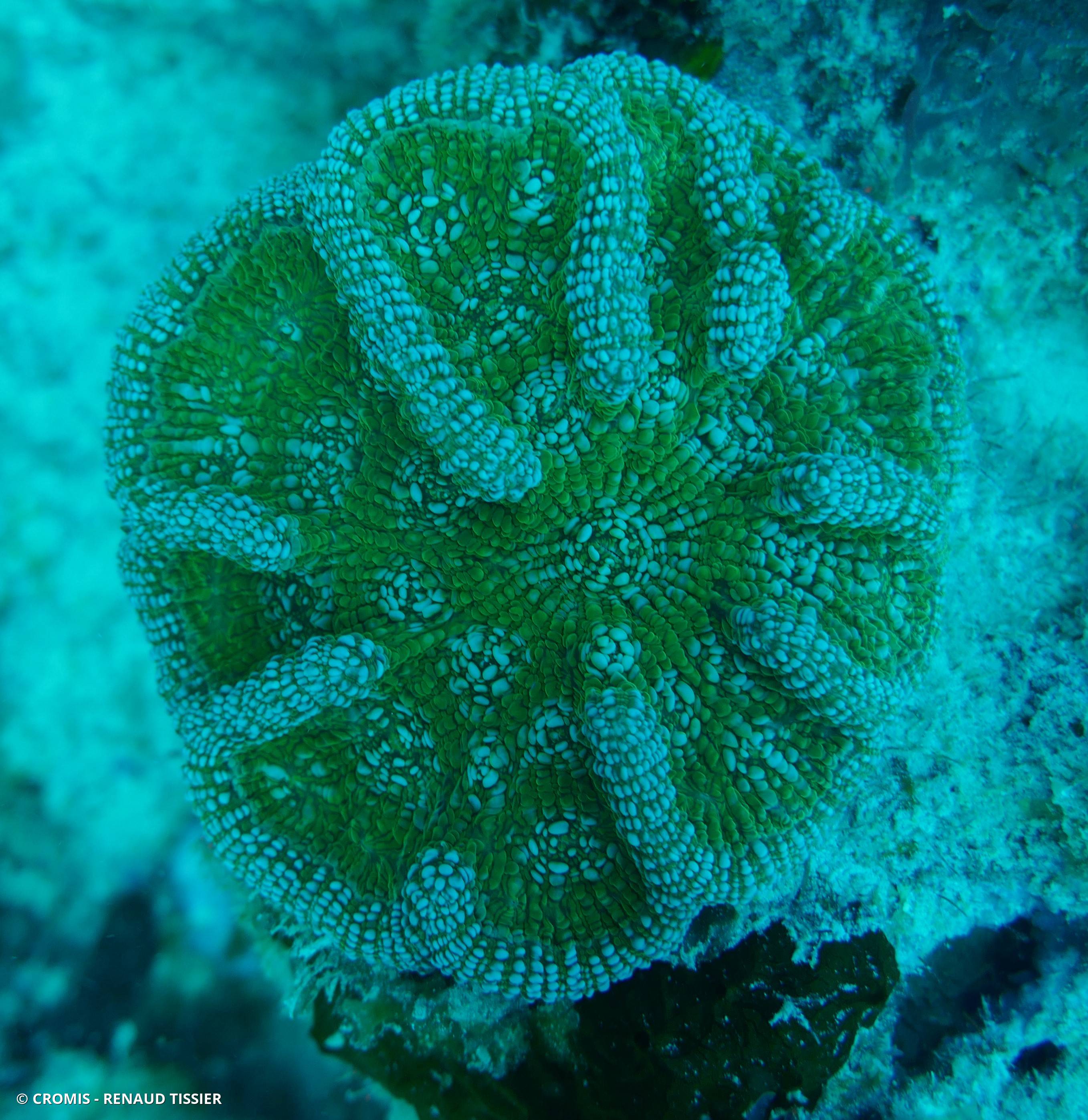 Corail cactus à bosses