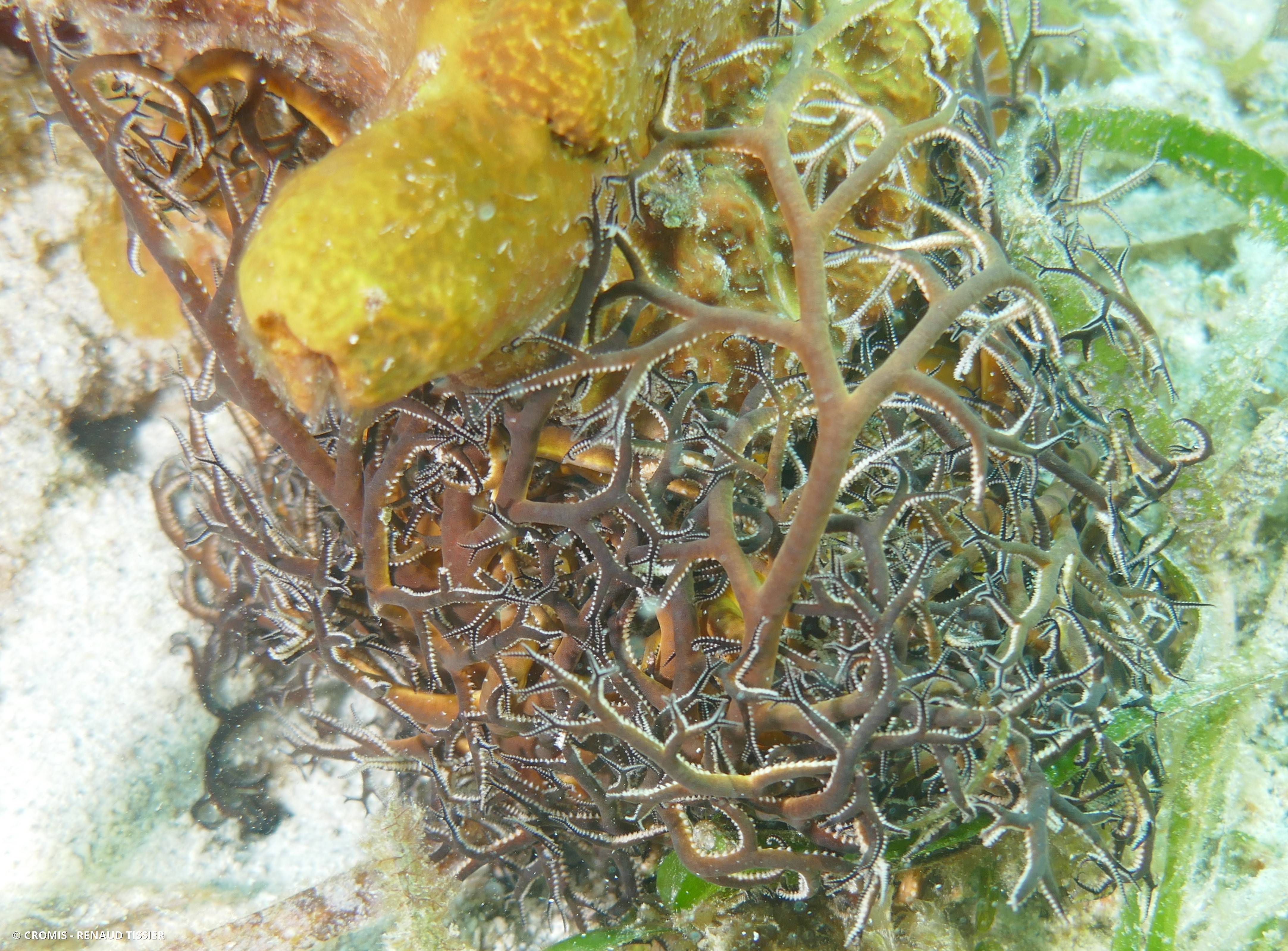 Gorgonocéphale géant