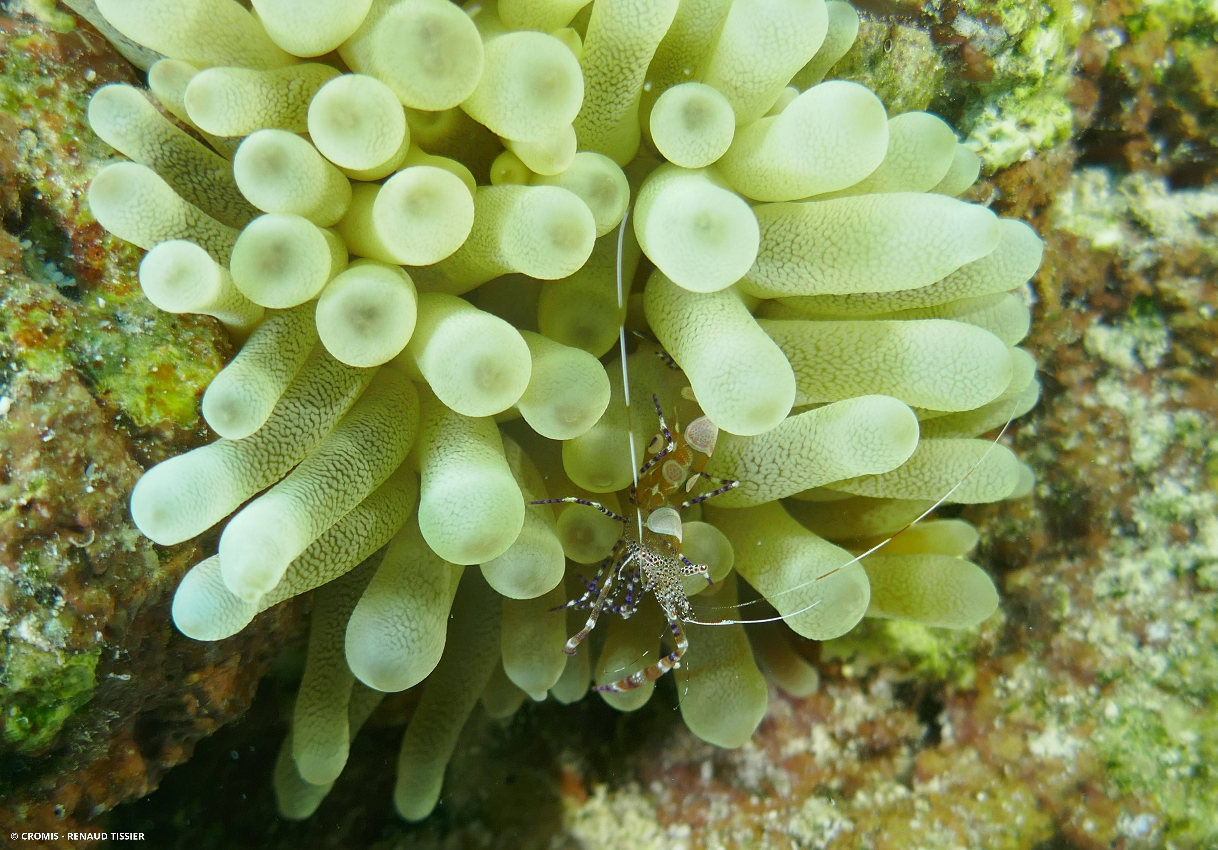 Crevette du Yucatan