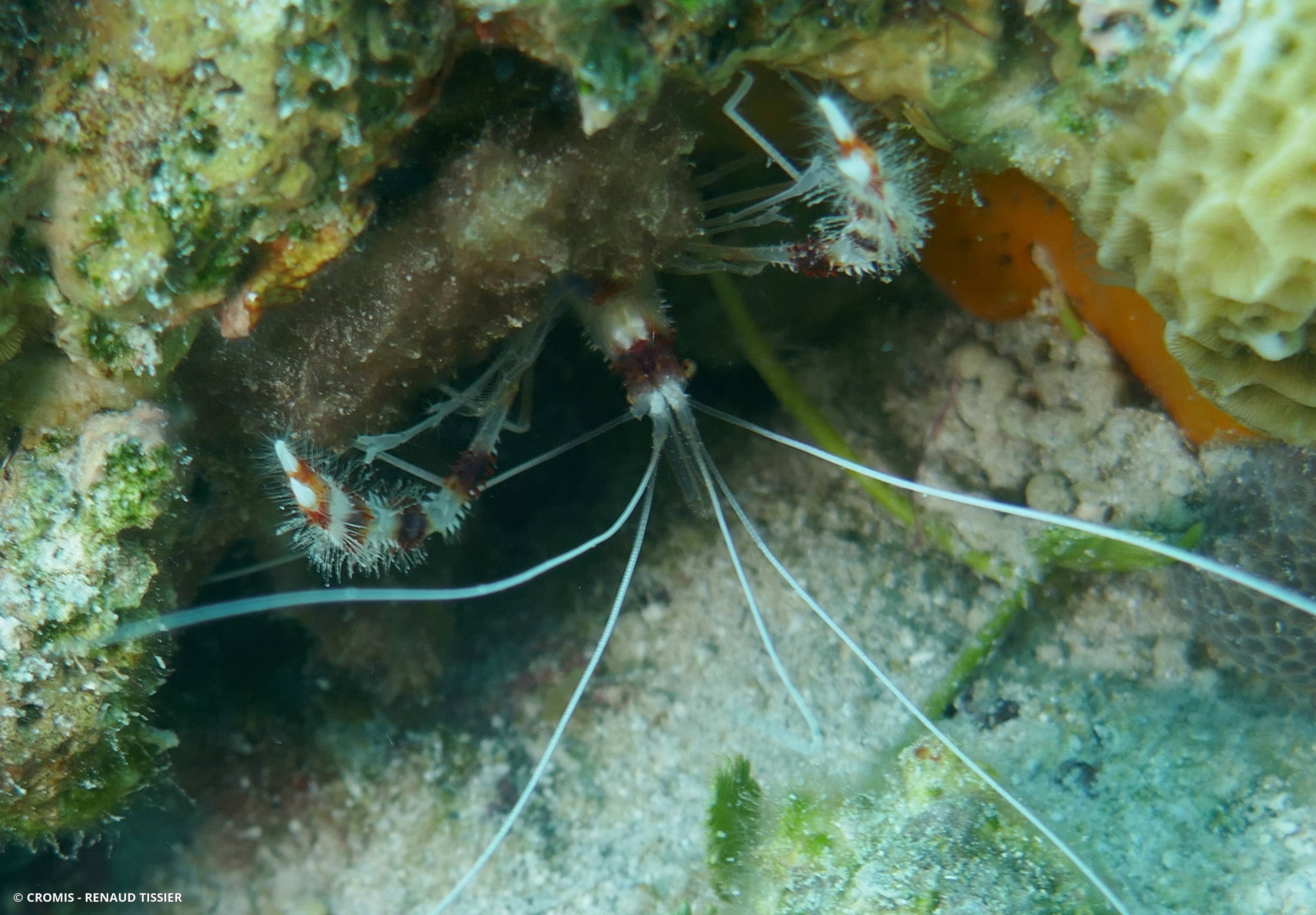 Grande crevette nettoyeuse