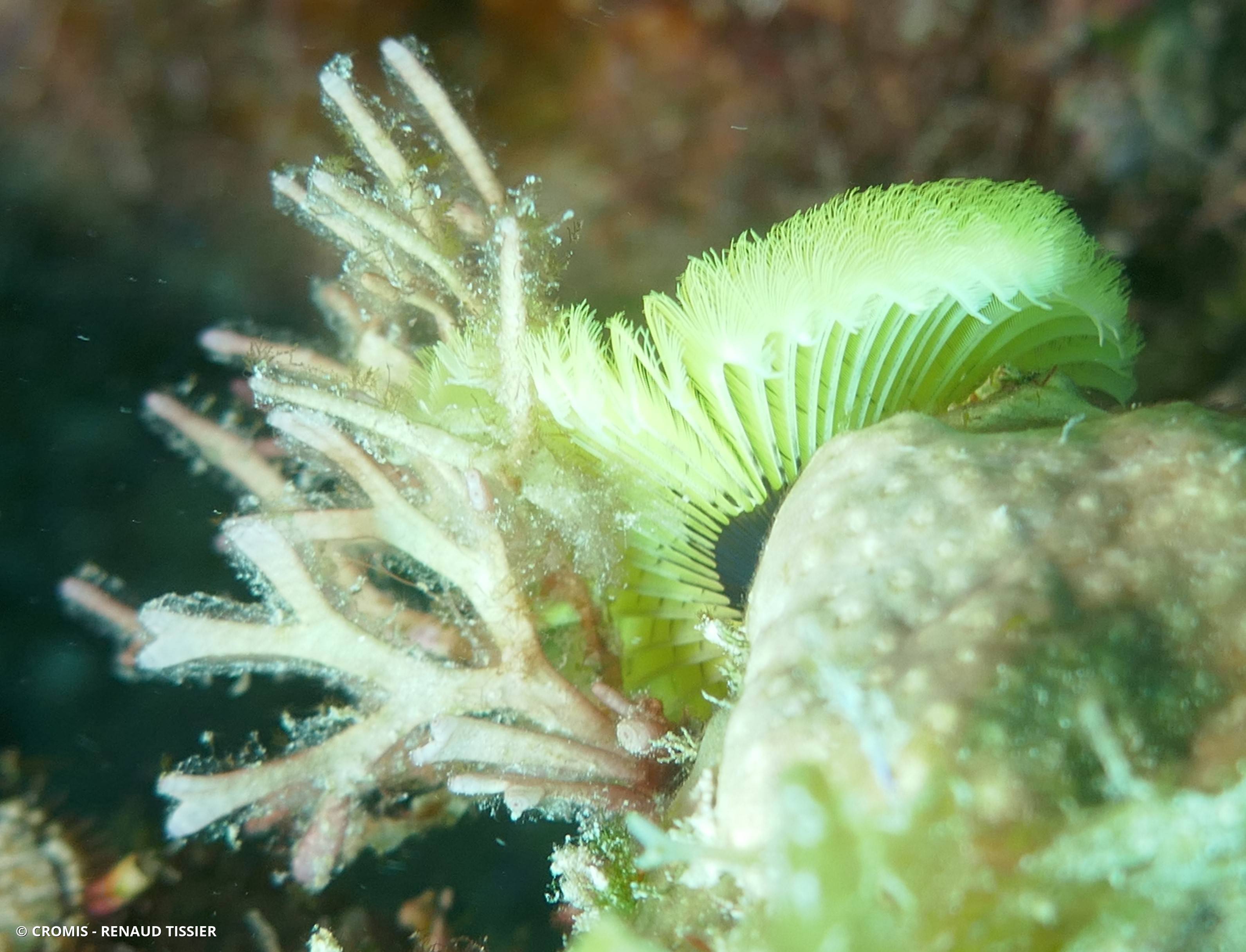 Bryozoaire buisson blanc