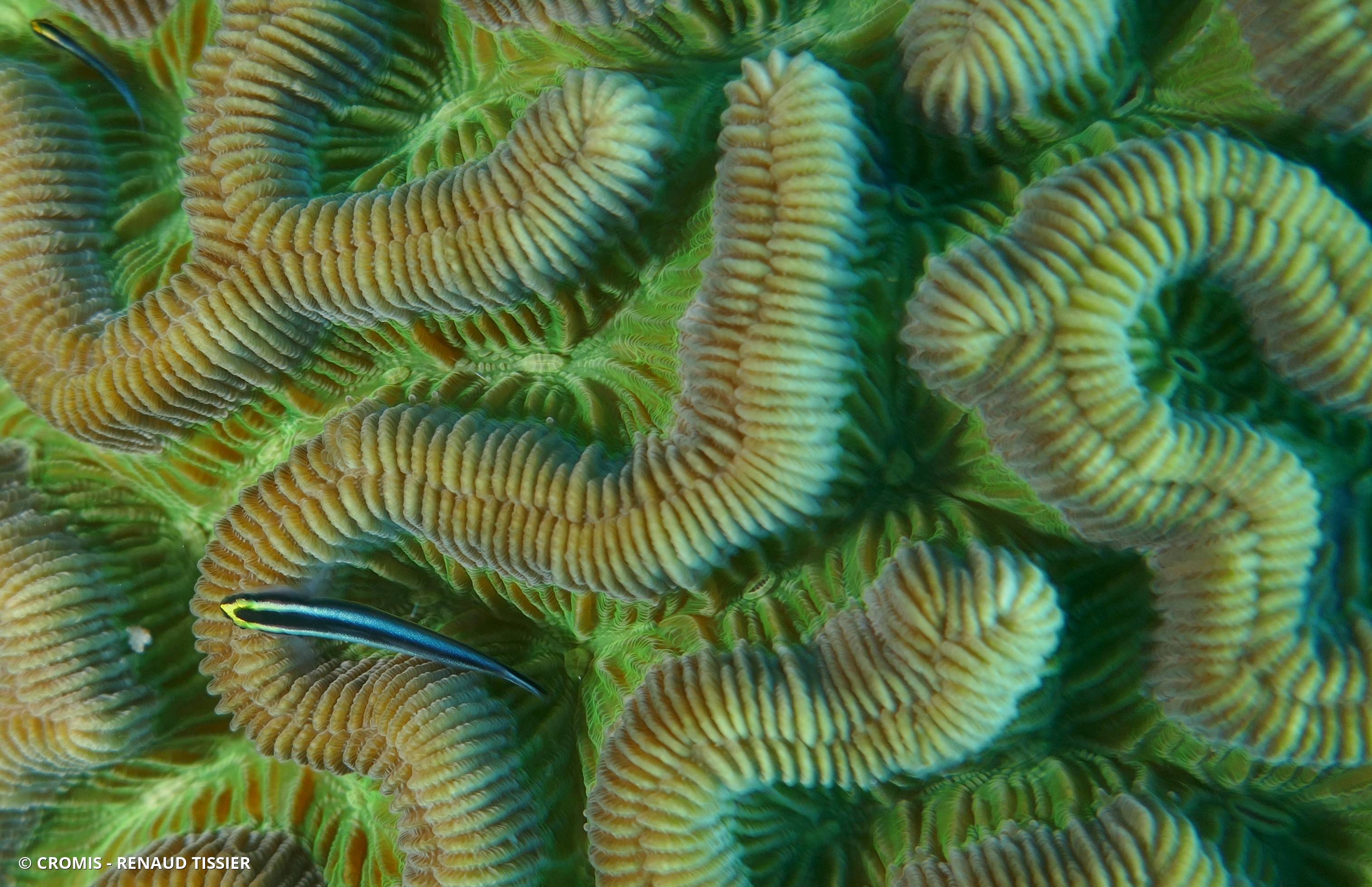 Corail cerveau Natan