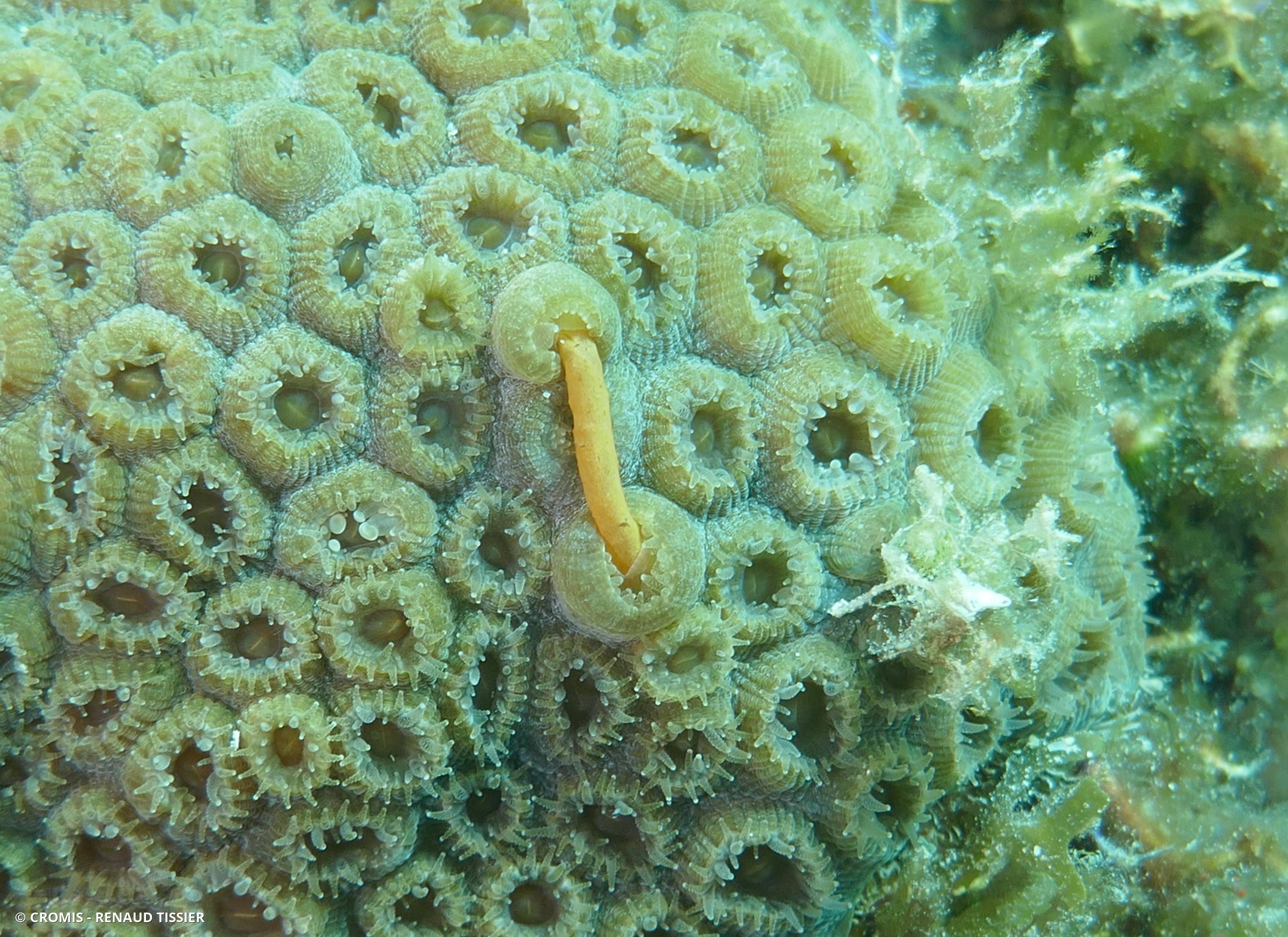 Grand corail étoilé