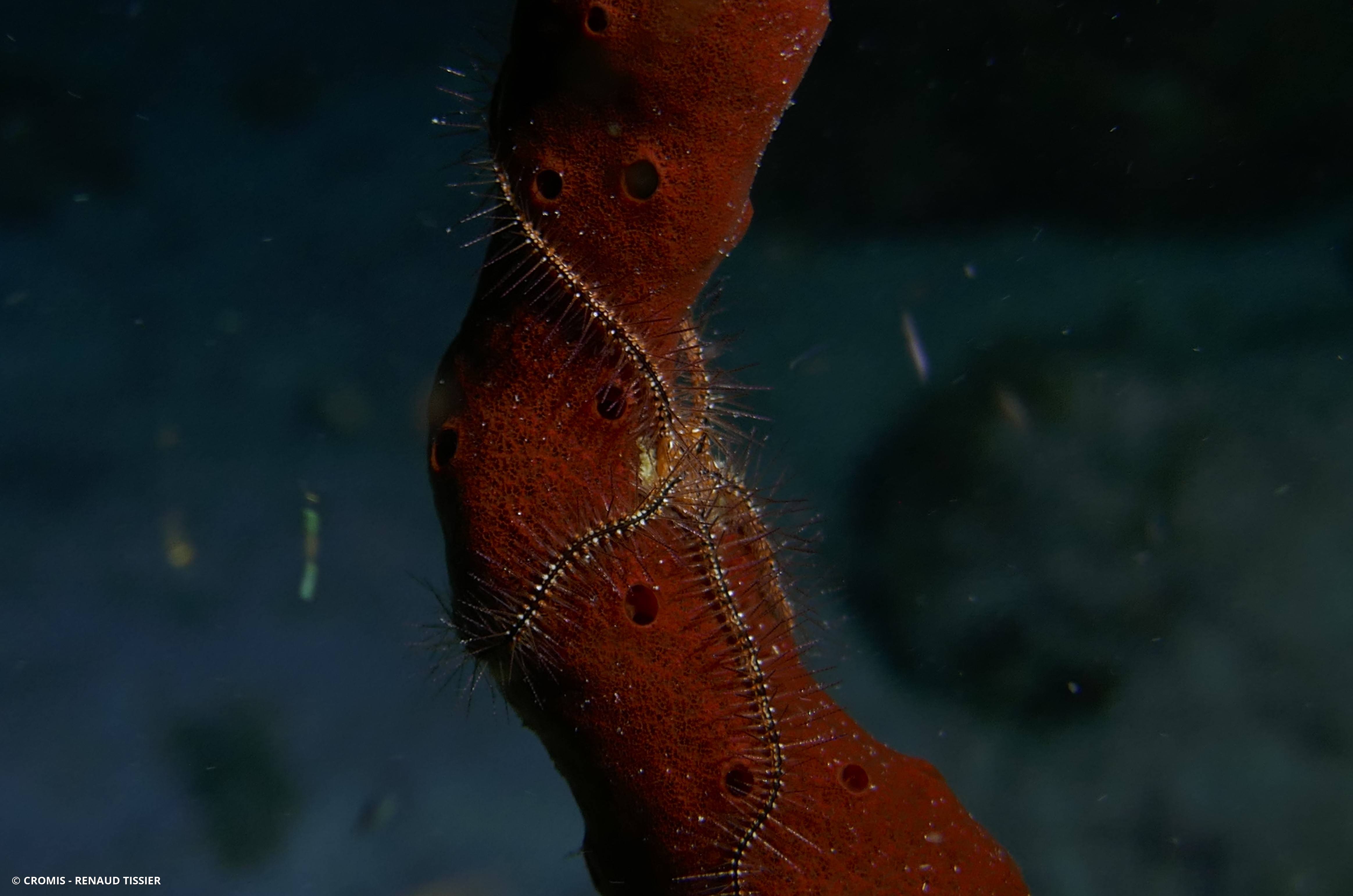 Ophiure des éponges