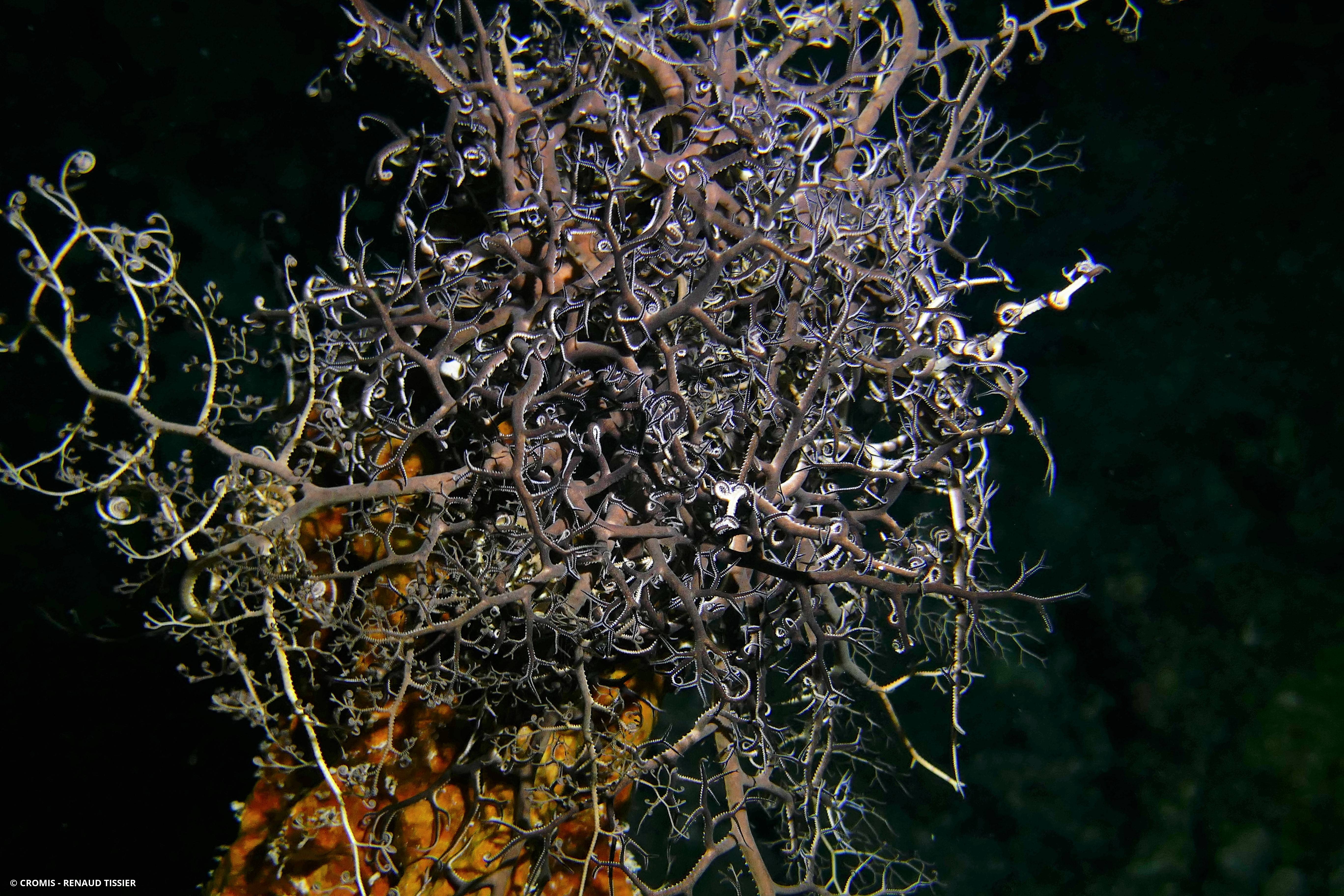 Gorgonocéphale géant