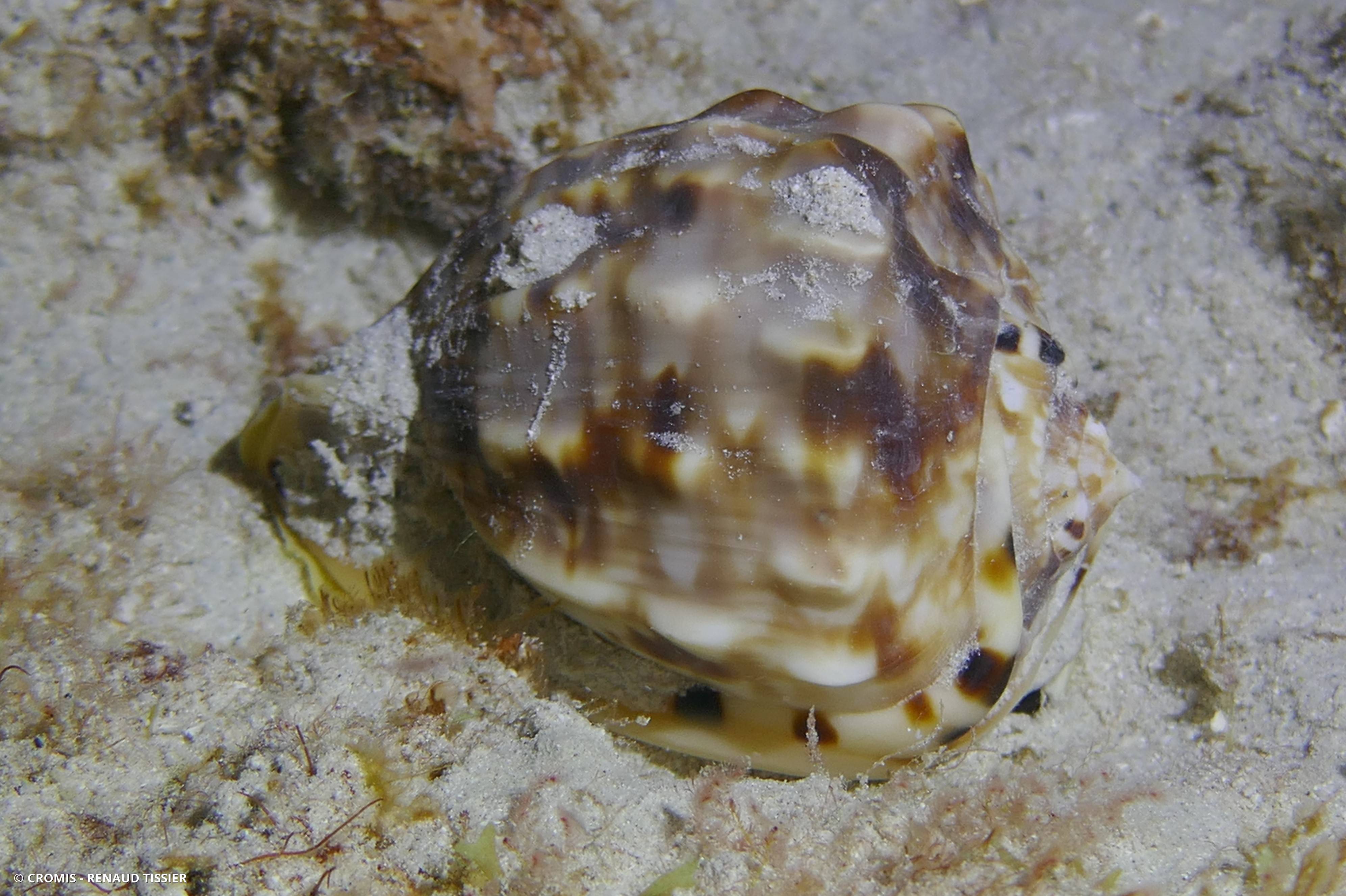 Casque épineux