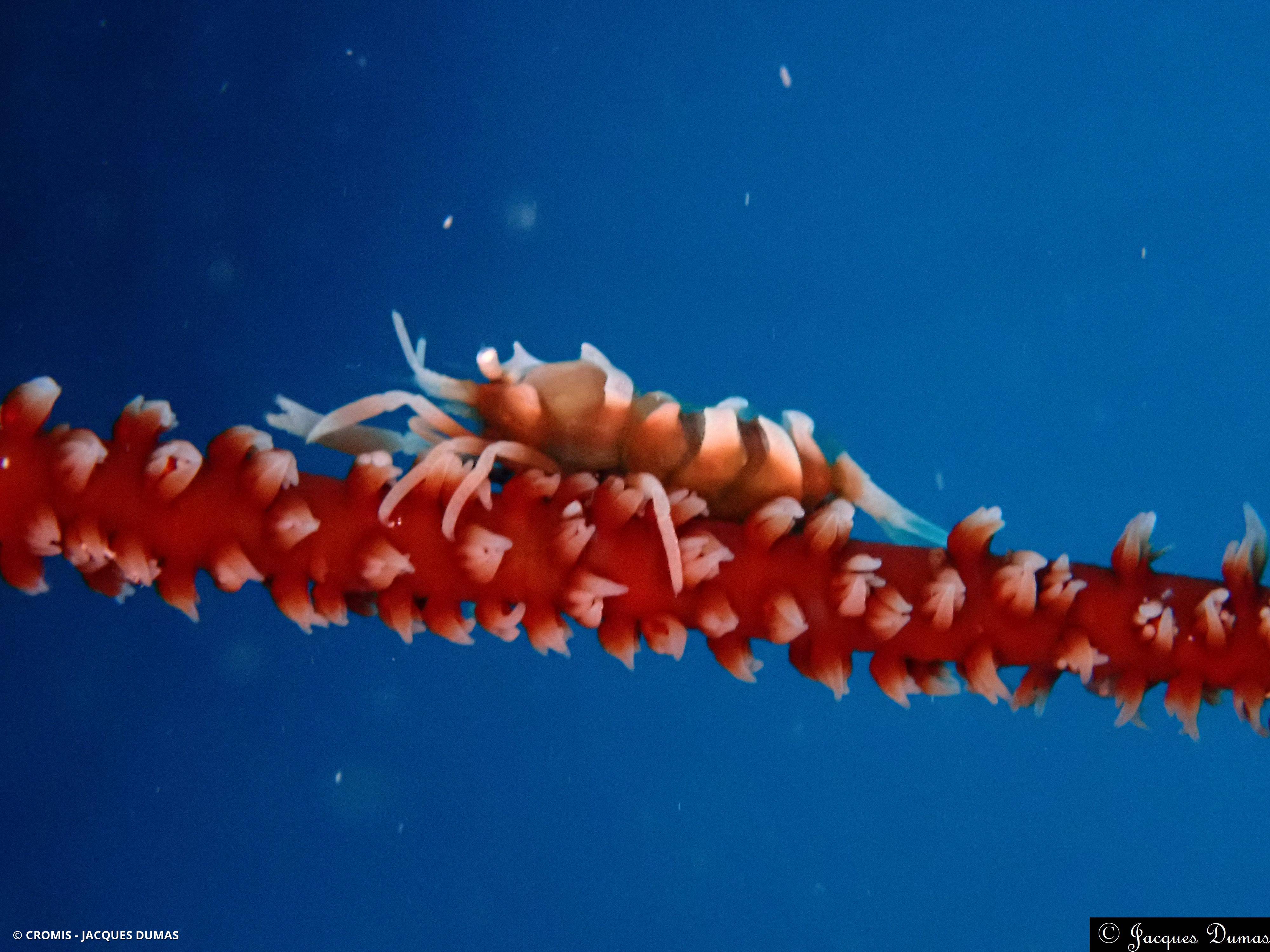 Dasycaris de Zanzibar
