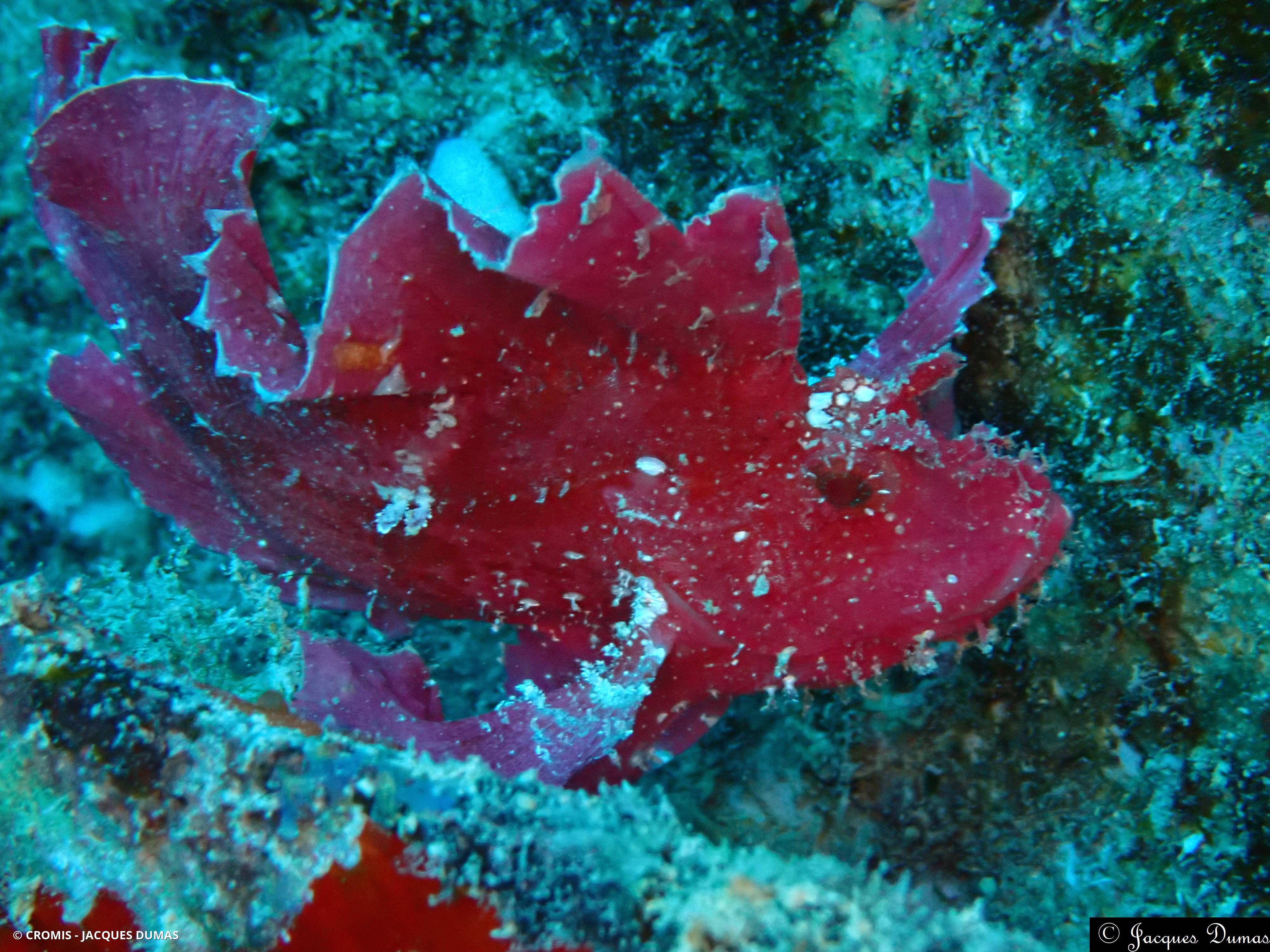 Poisson-scorpion feuille