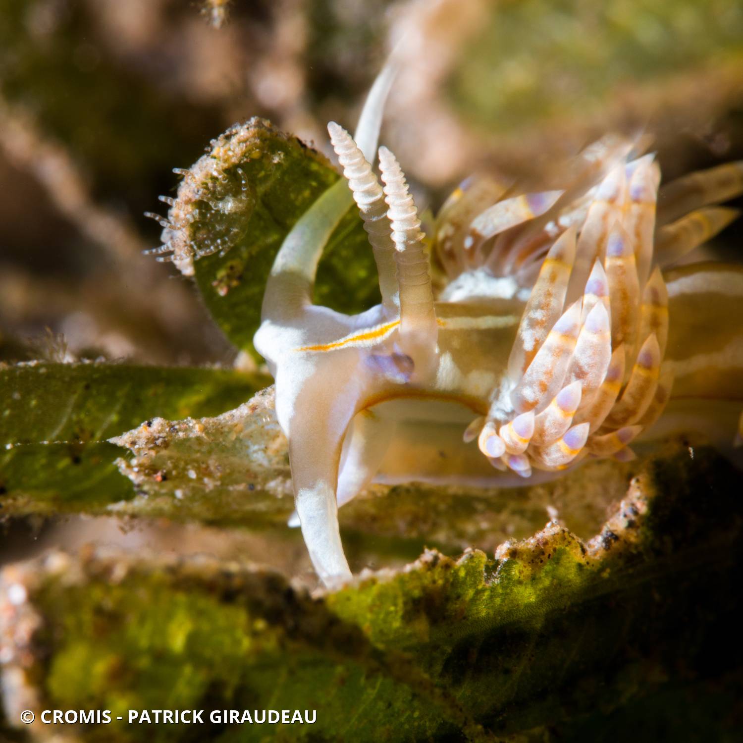 Dondice occidental