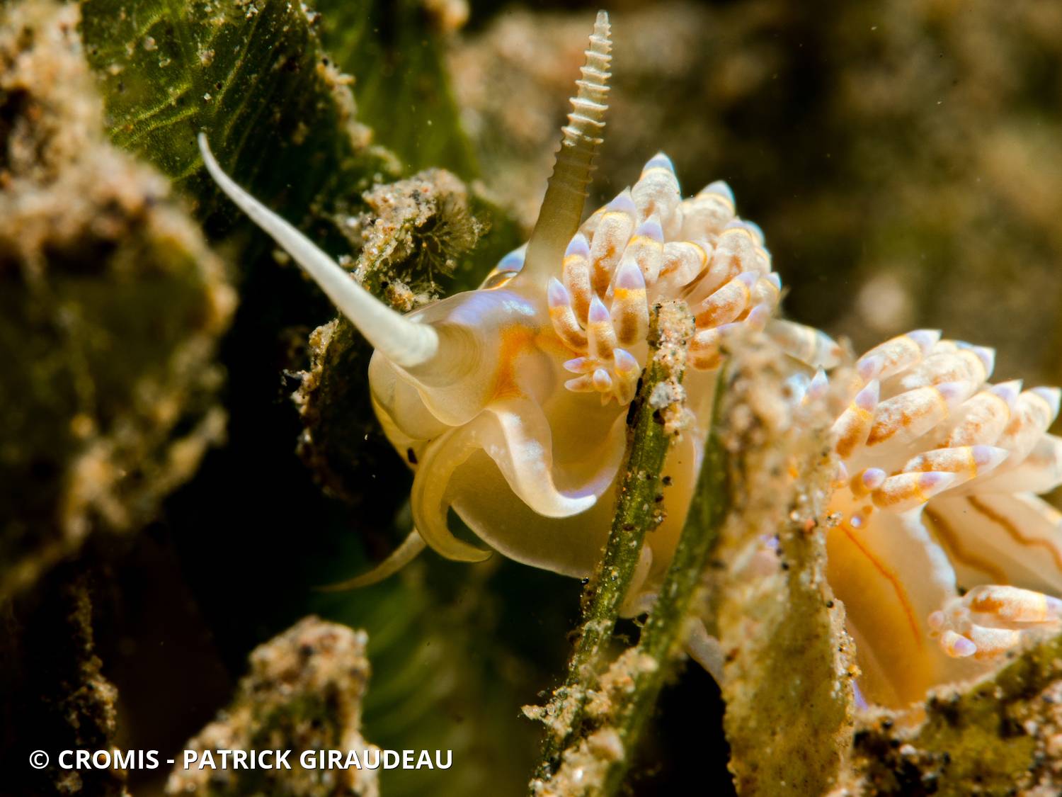 Dondice occidental