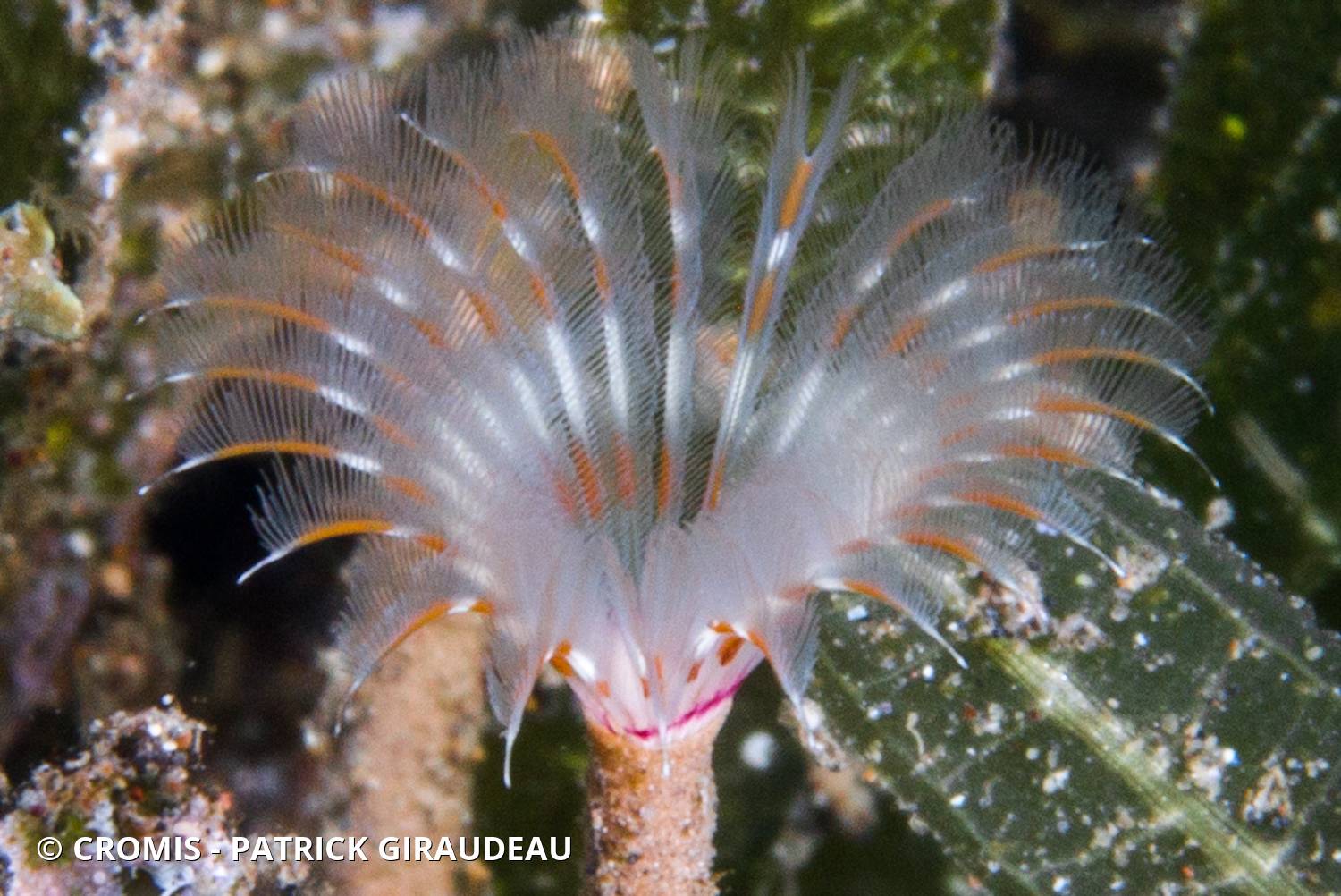 Sabelle fantôme des Caraïbes
