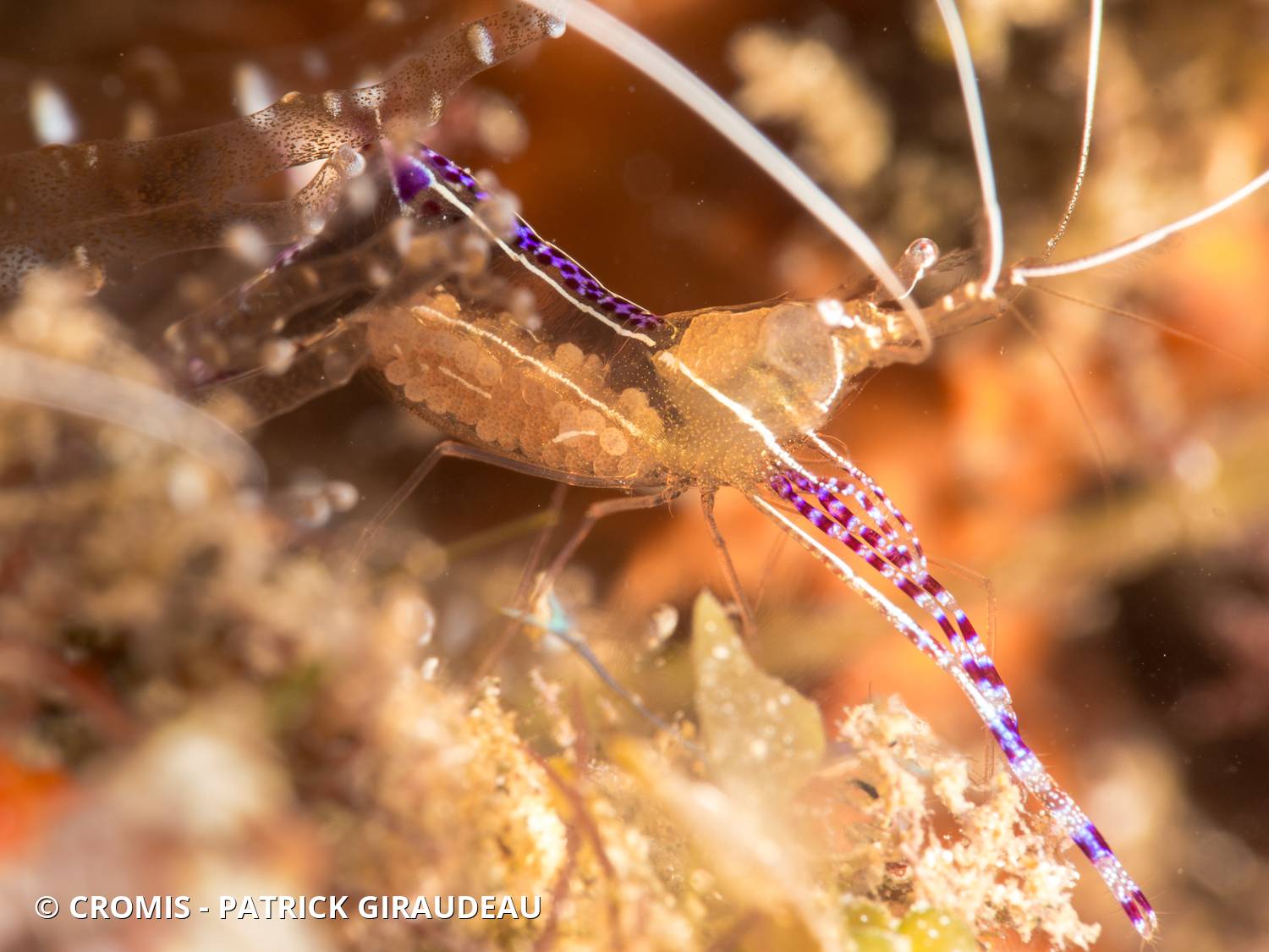 Crevette nettoyeuse de Pederson