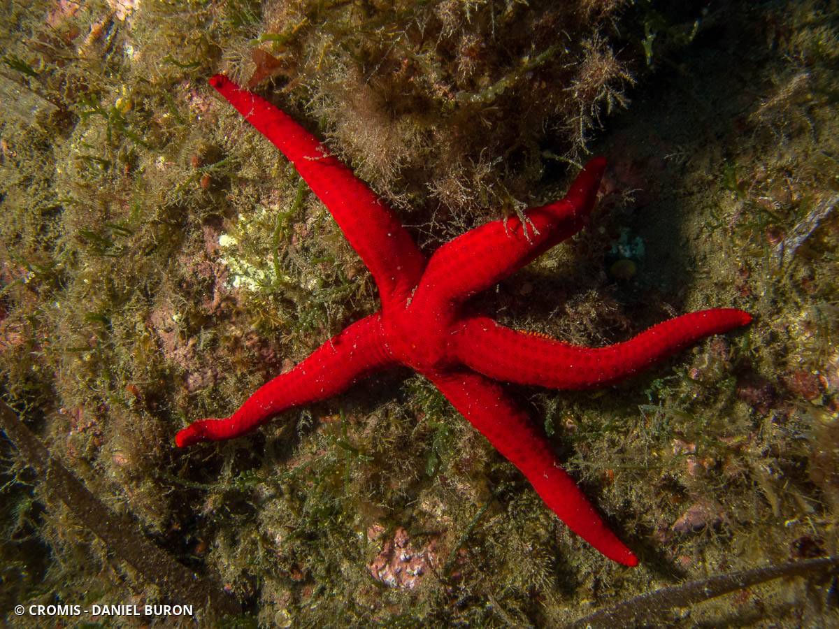 Etoile de mer lisse