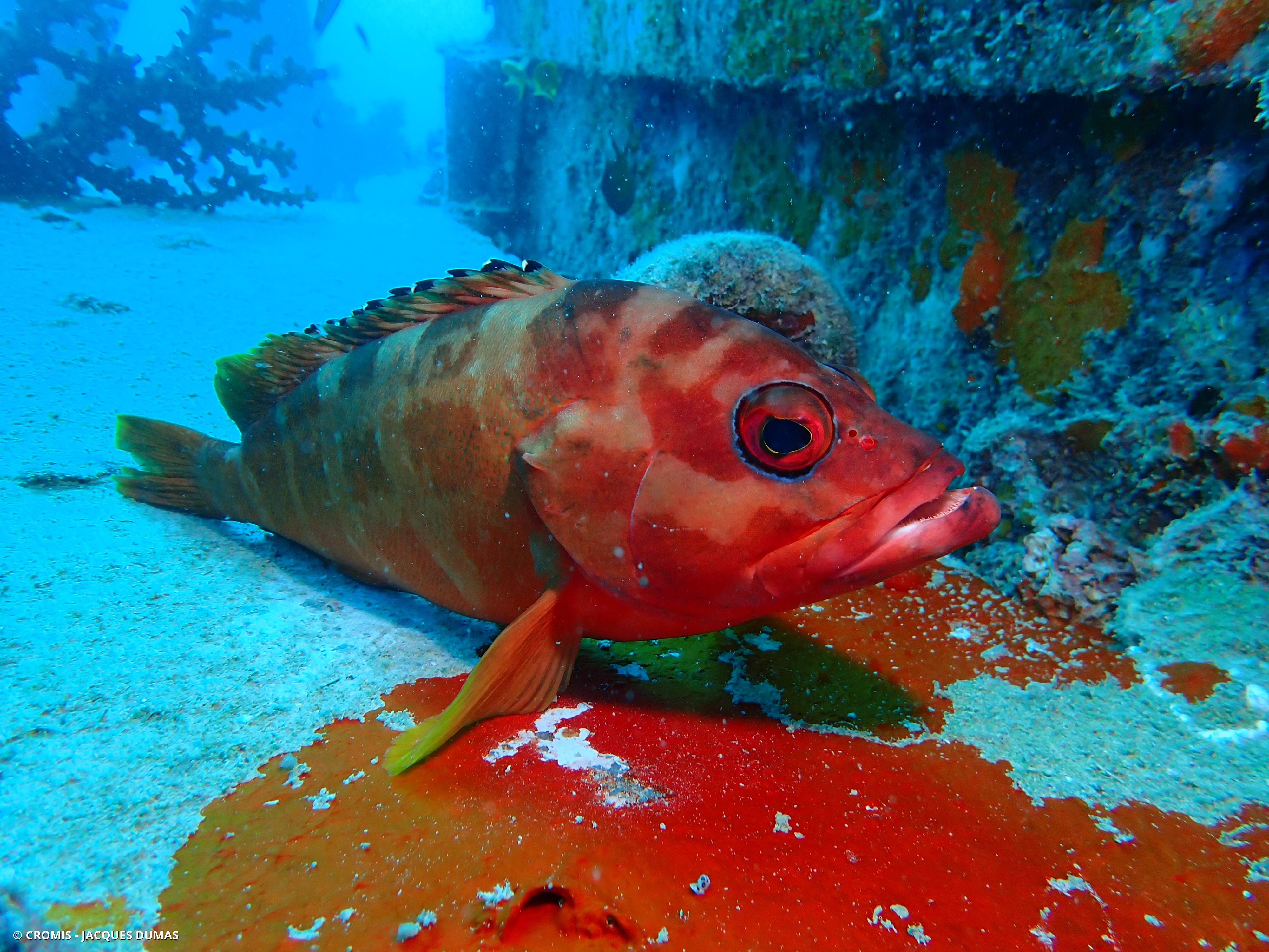 Mérou oriflamme