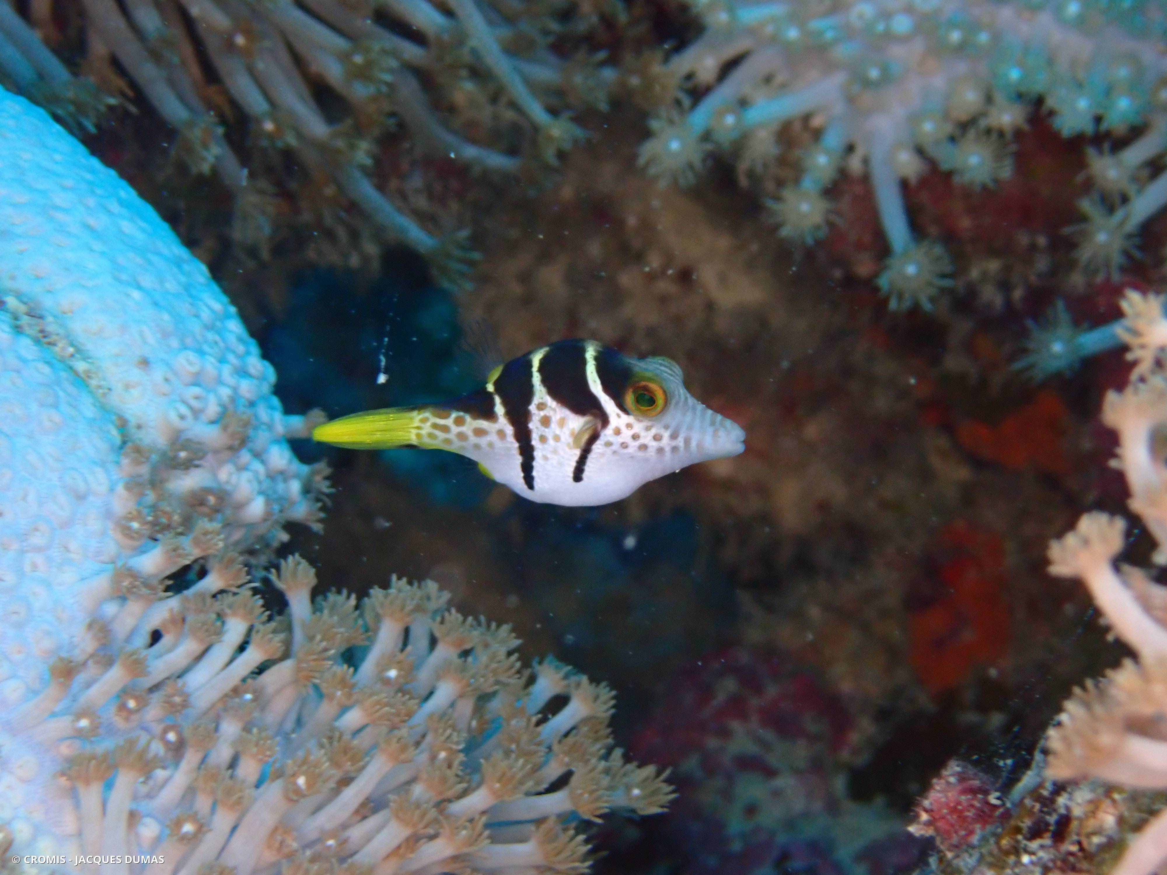 Canthigaster à selle noire