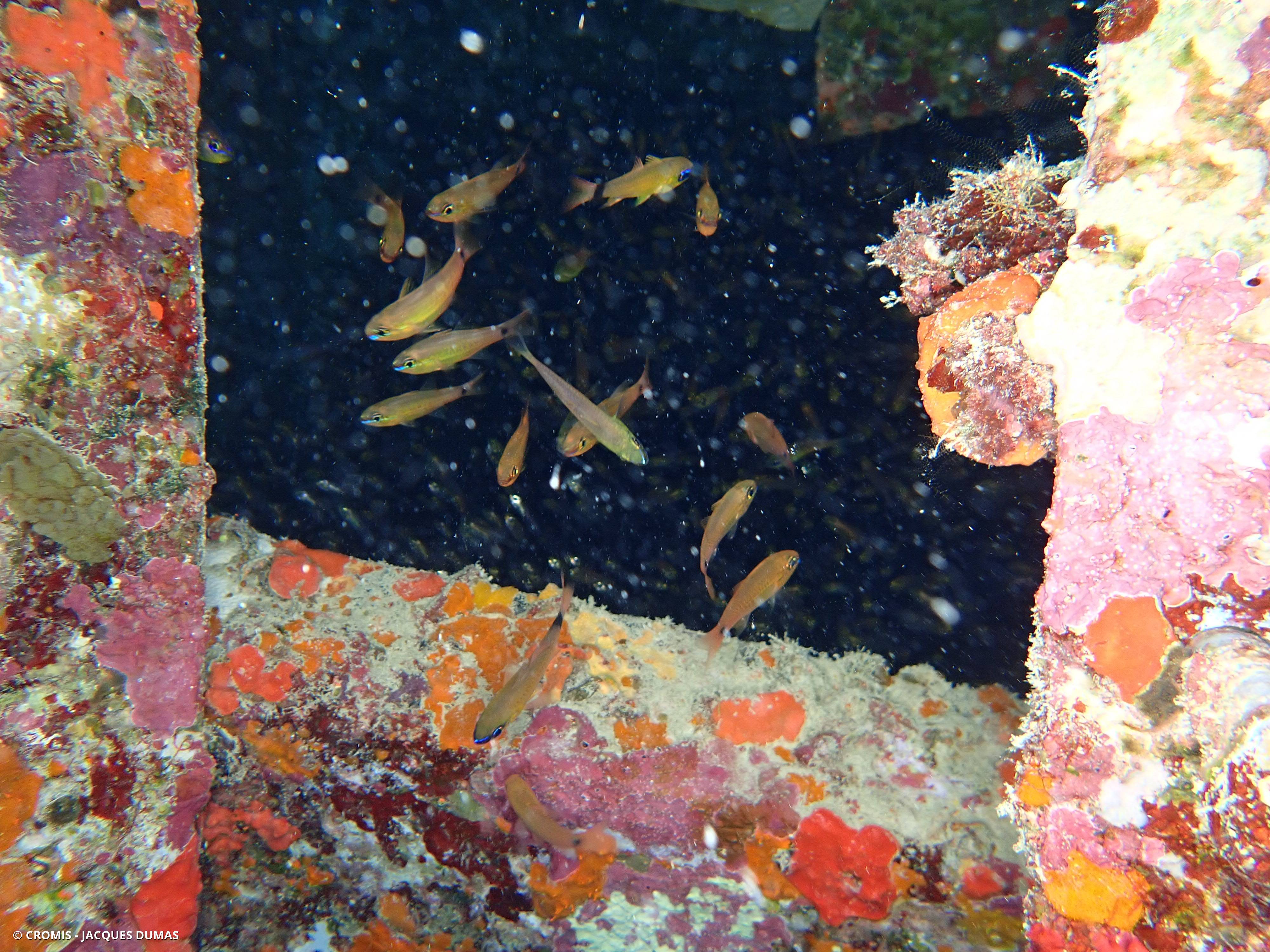 Apogon Capricorne