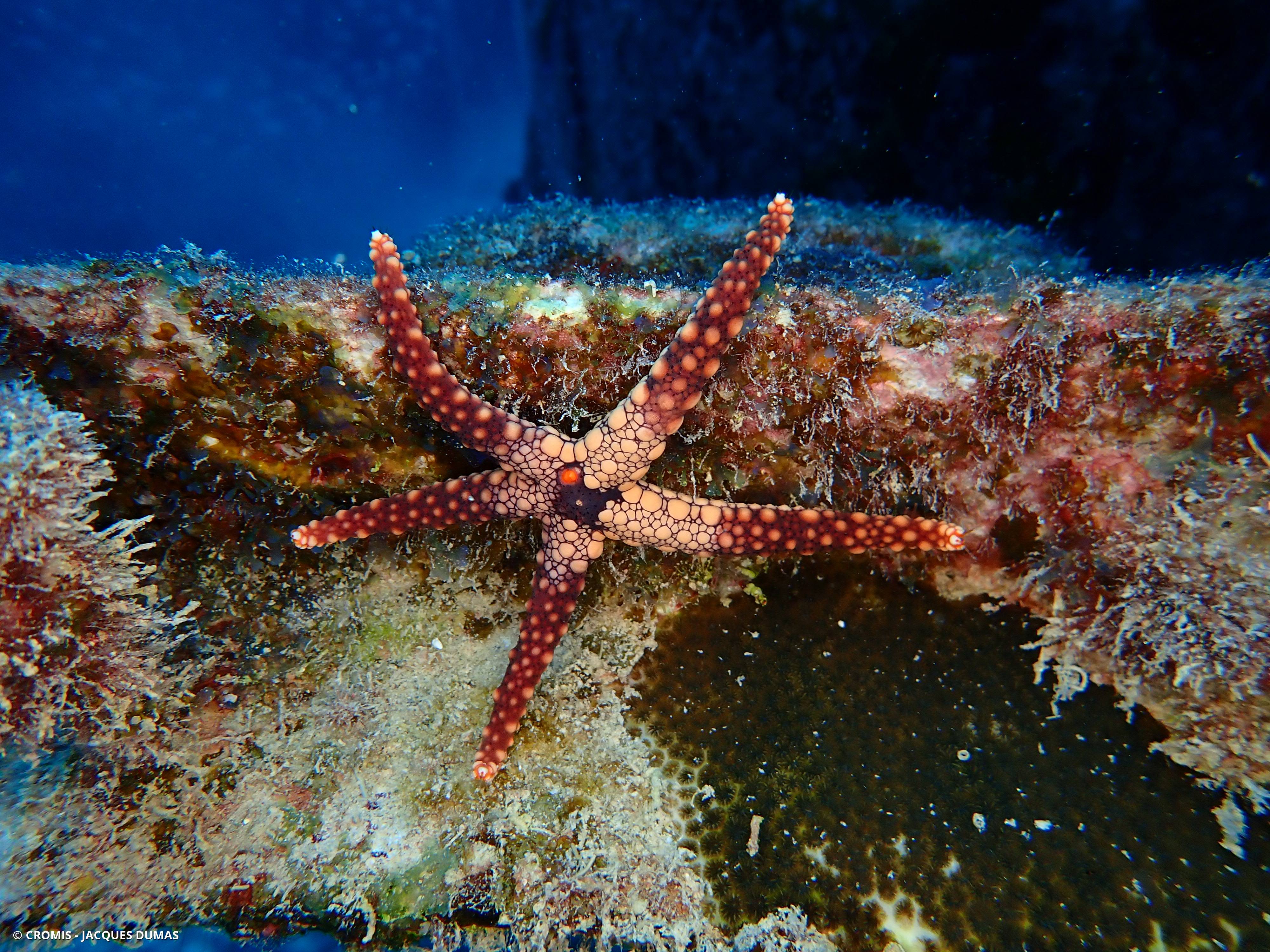 Etoile à mailles rouges