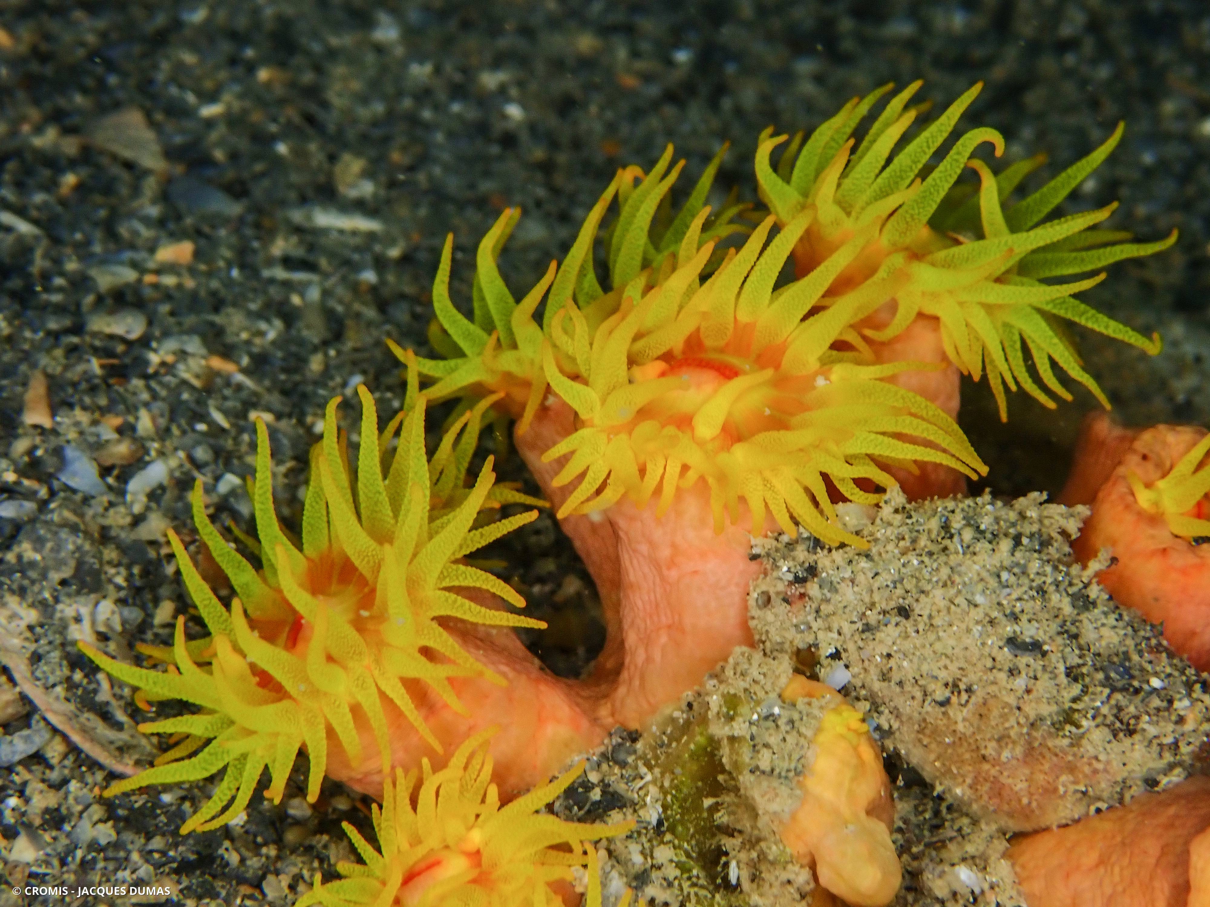 Tubastrée orange
