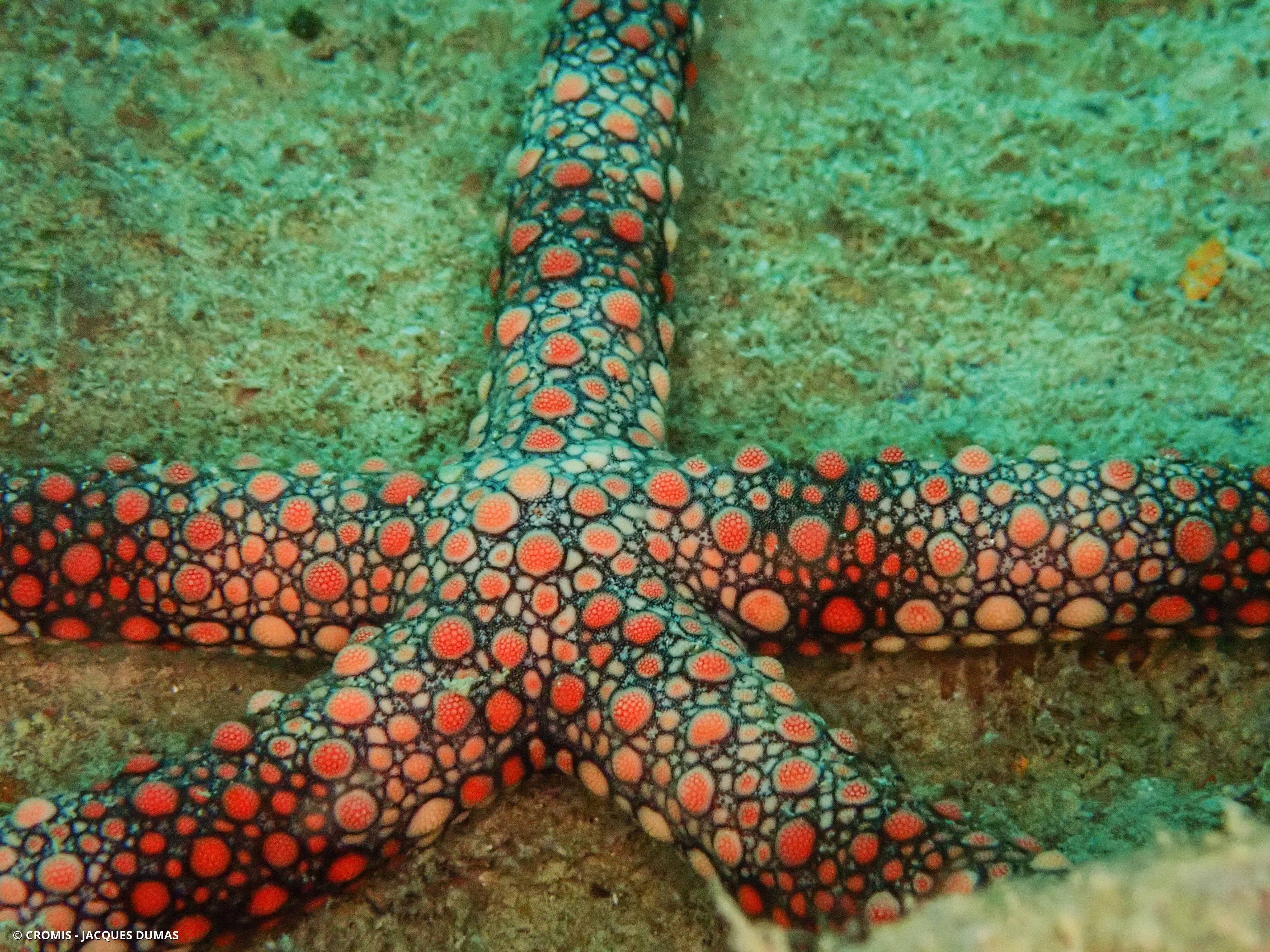 Étoile de mer verruqueuse