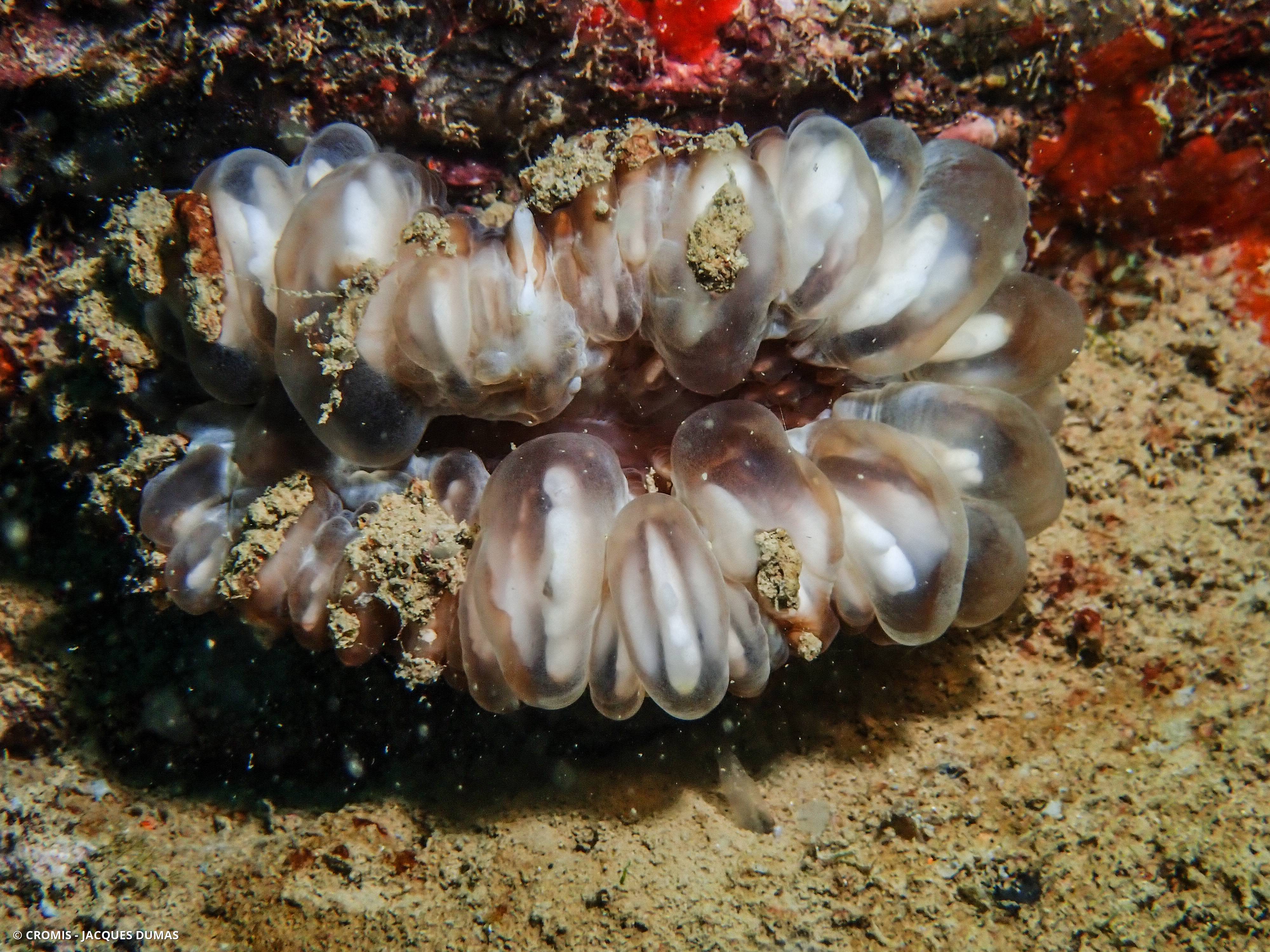 Corail à larmes