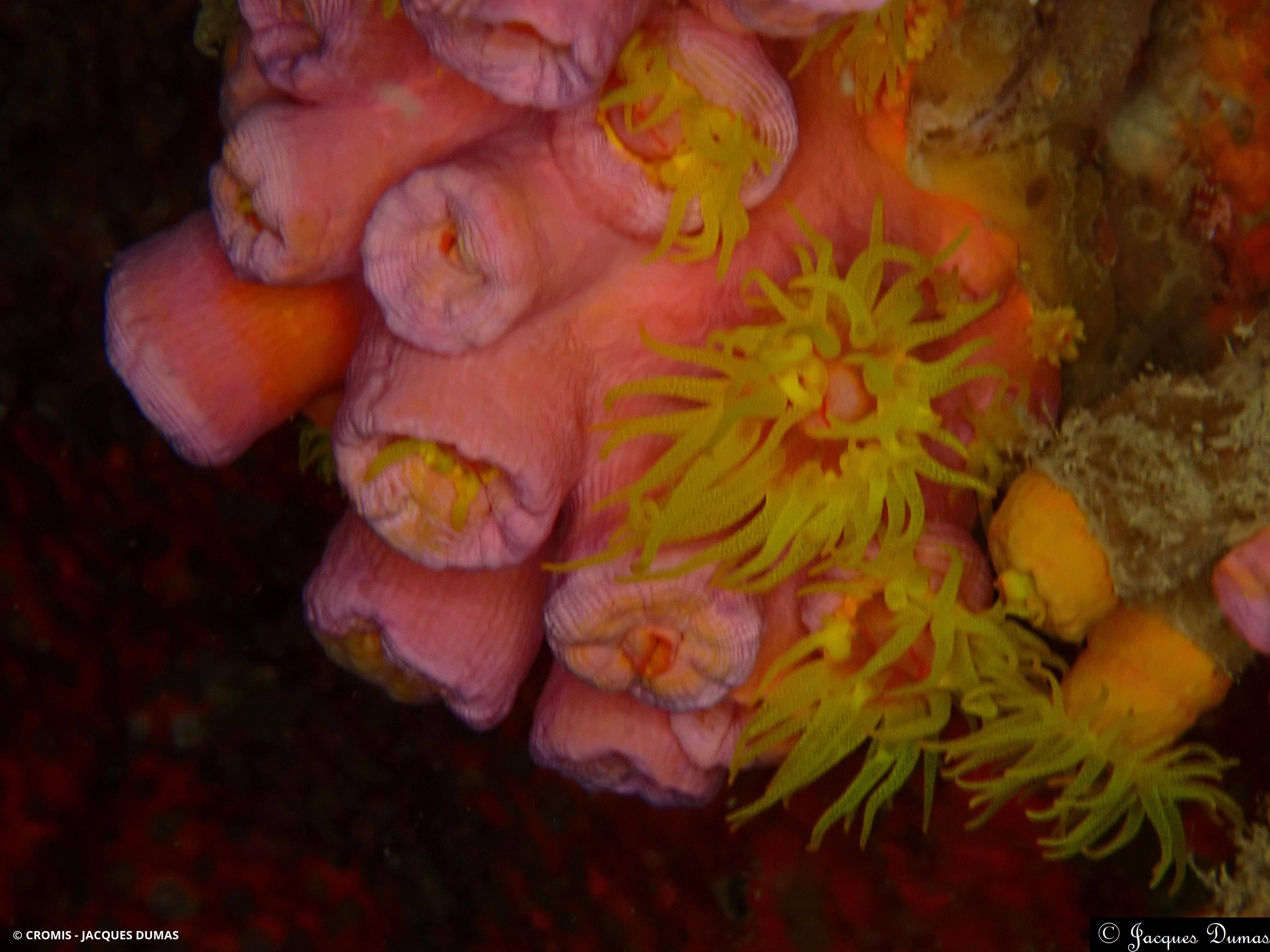Tubastrée orange