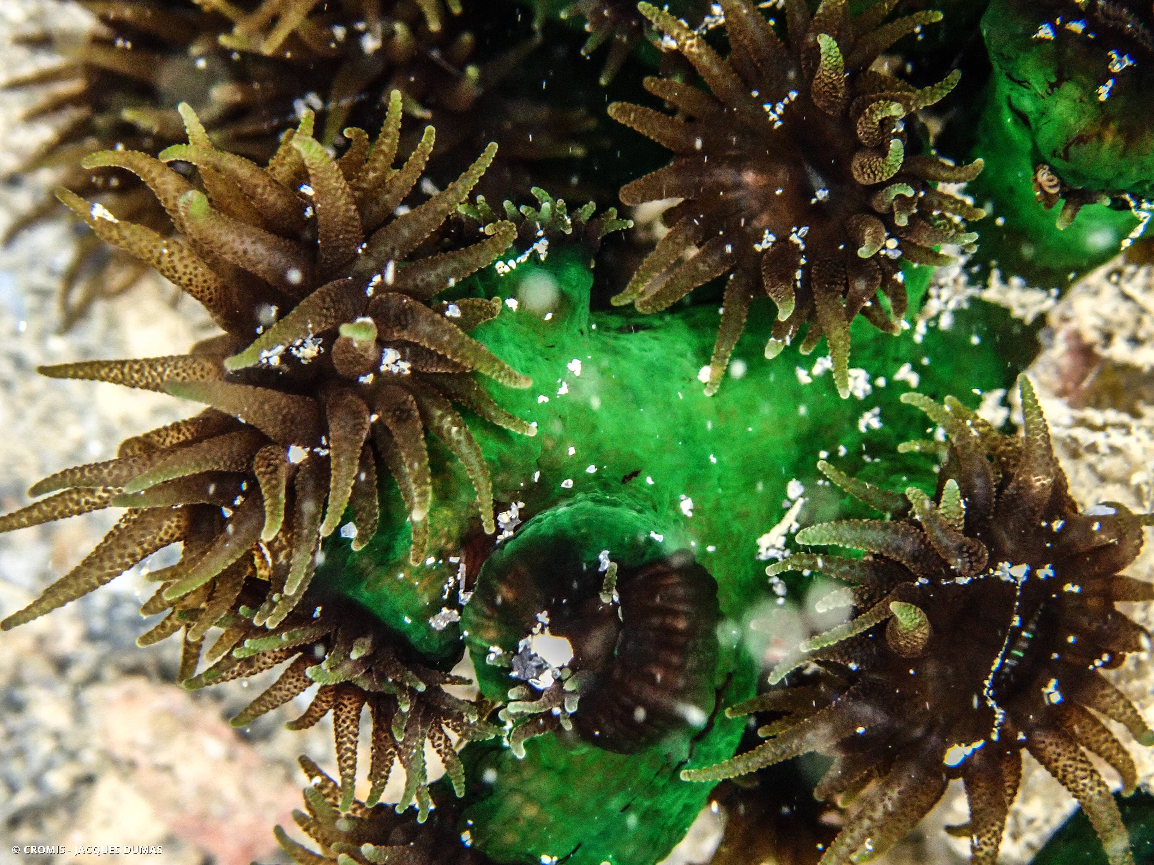 Tubastrée arborescente
