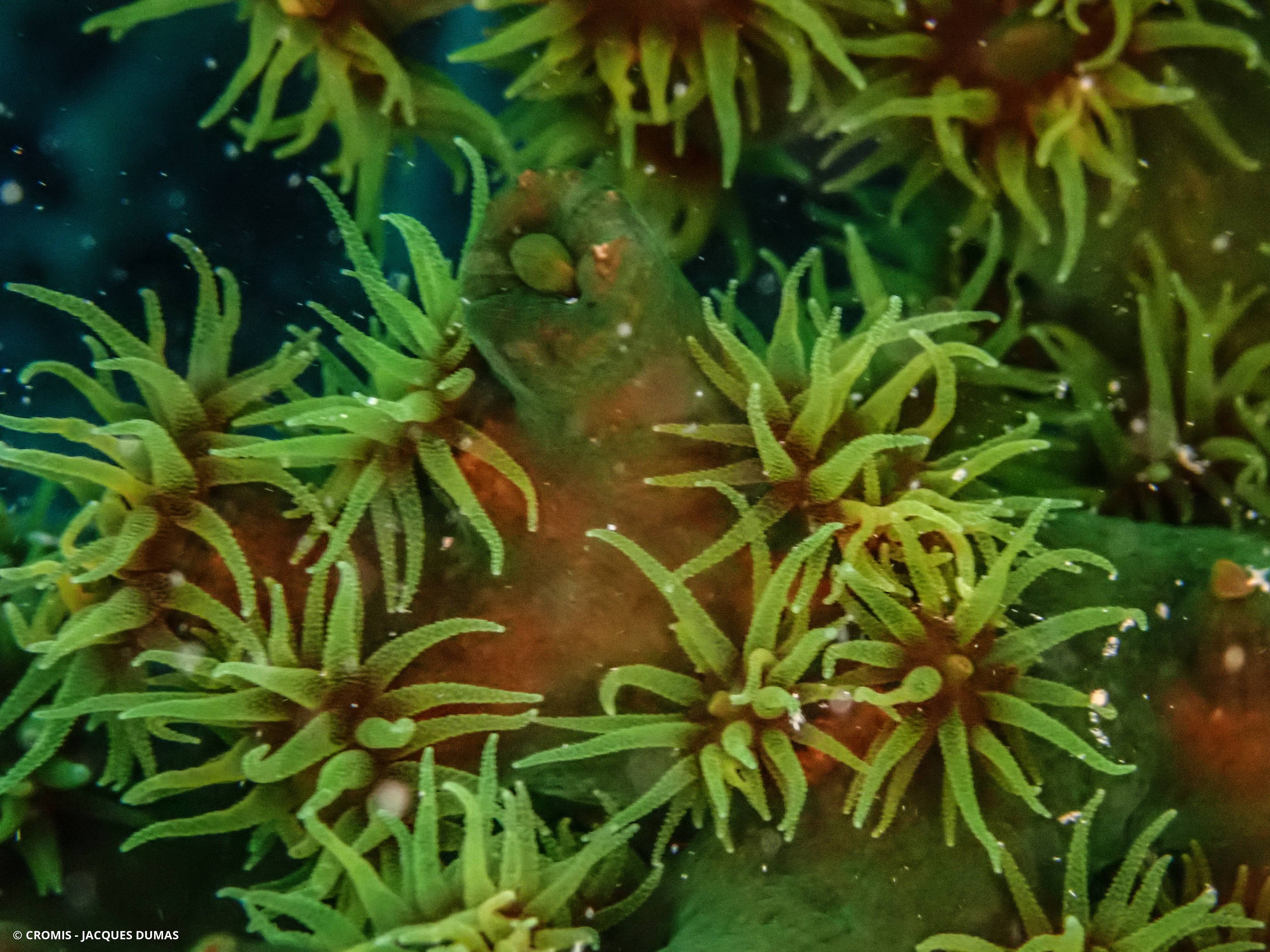Tubastrée arborescente