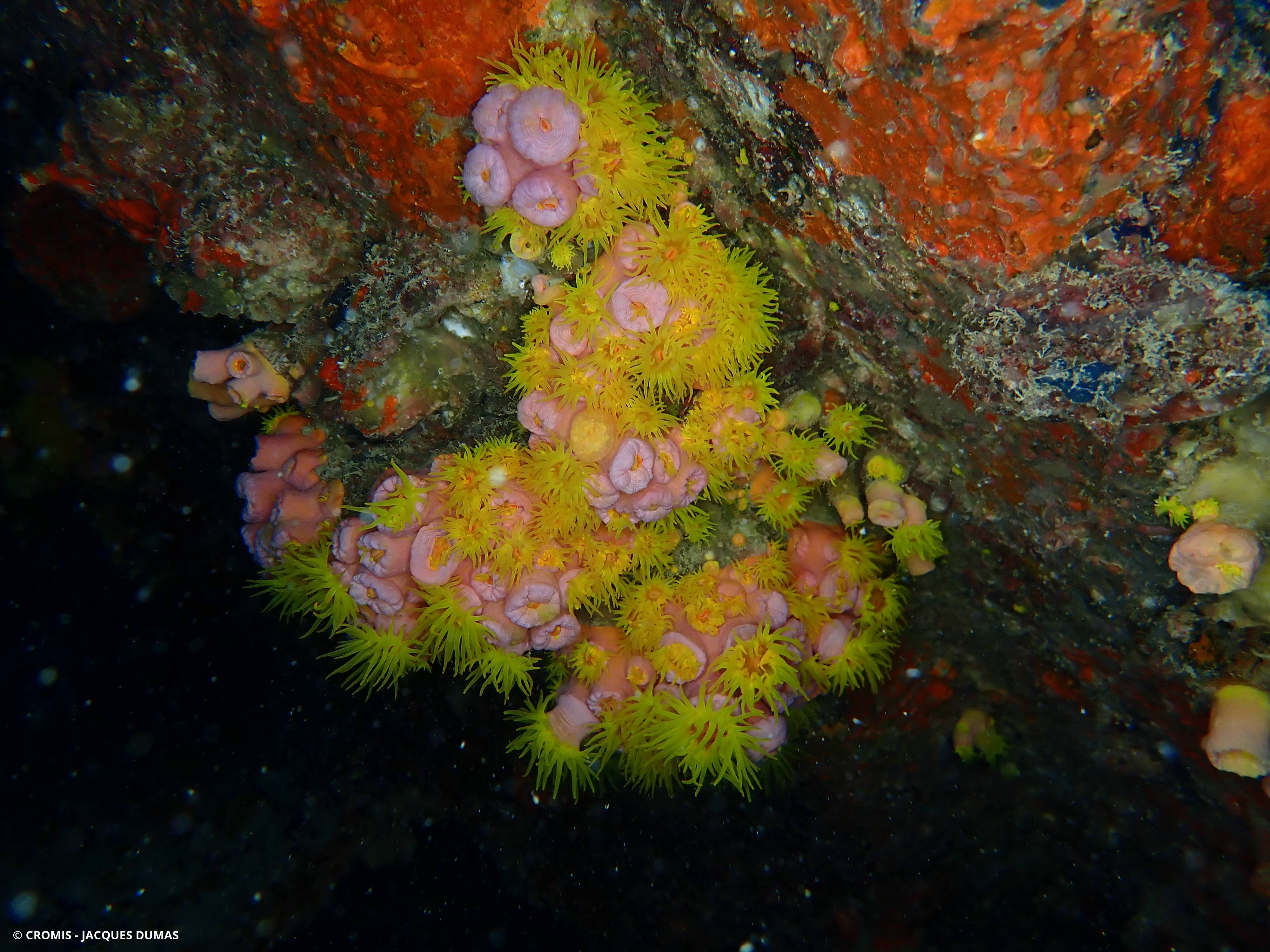 Tubastrée orange
