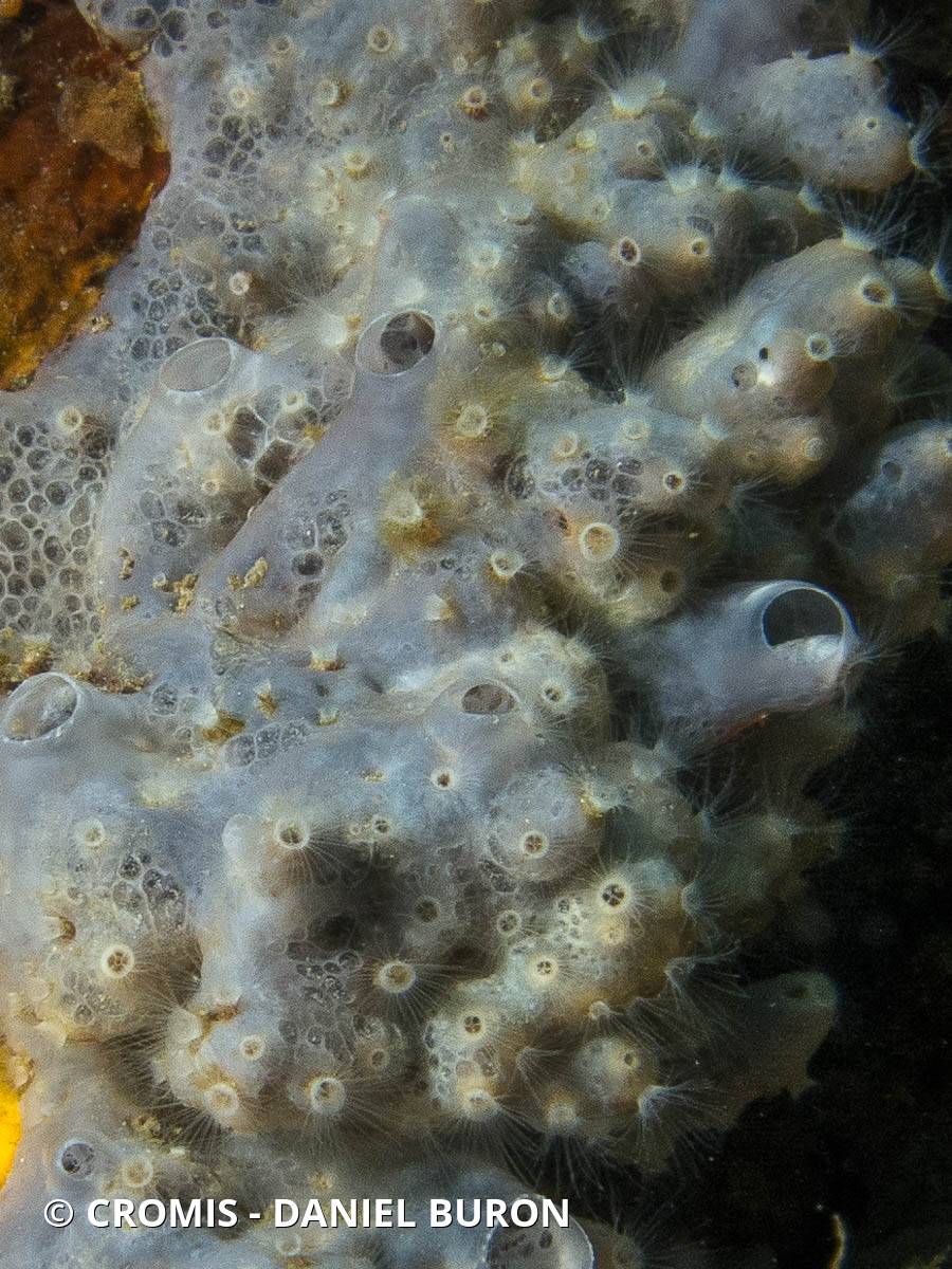 Nausithoé