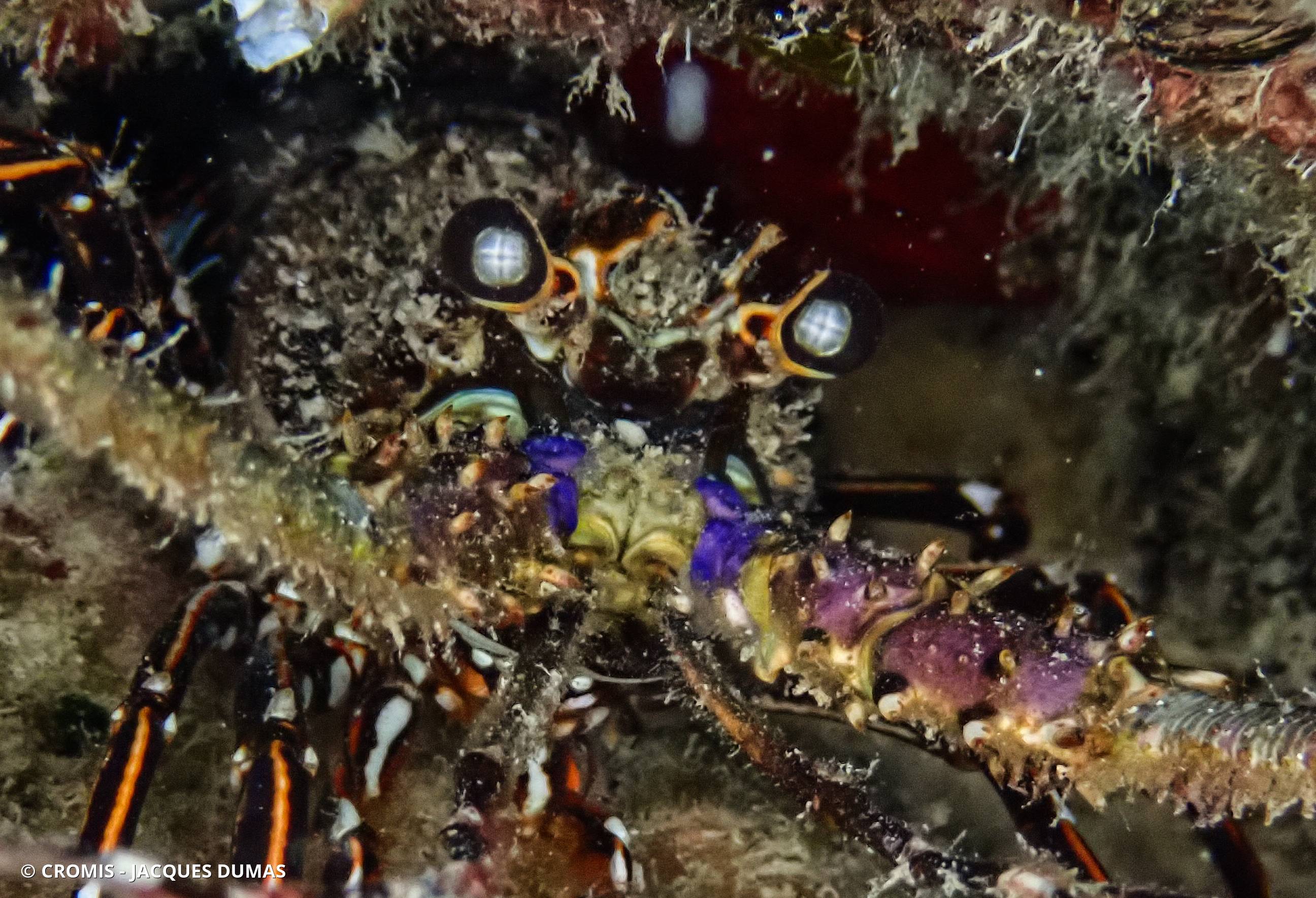 Langouste diablotin