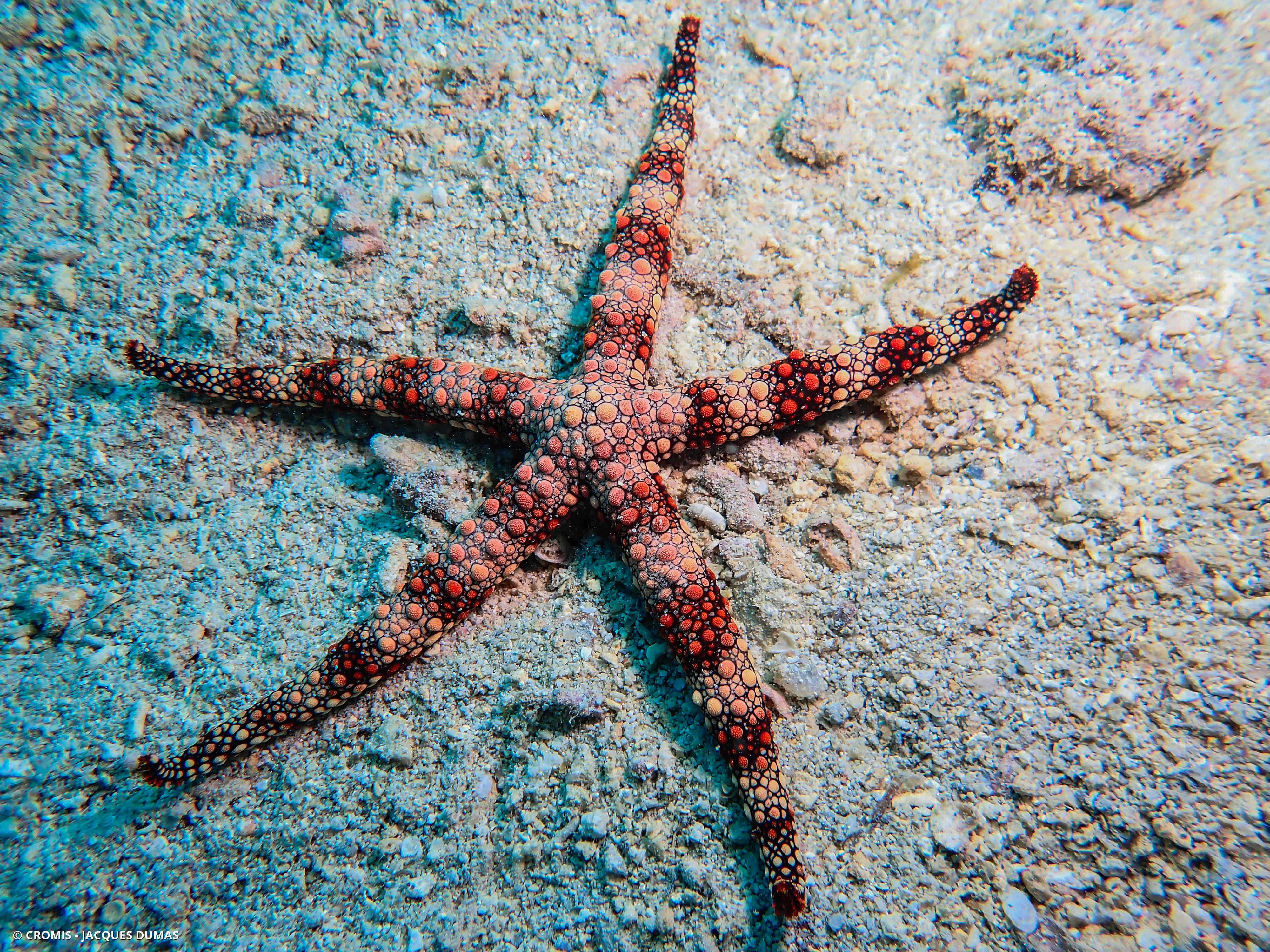 Etoile de mer indienne