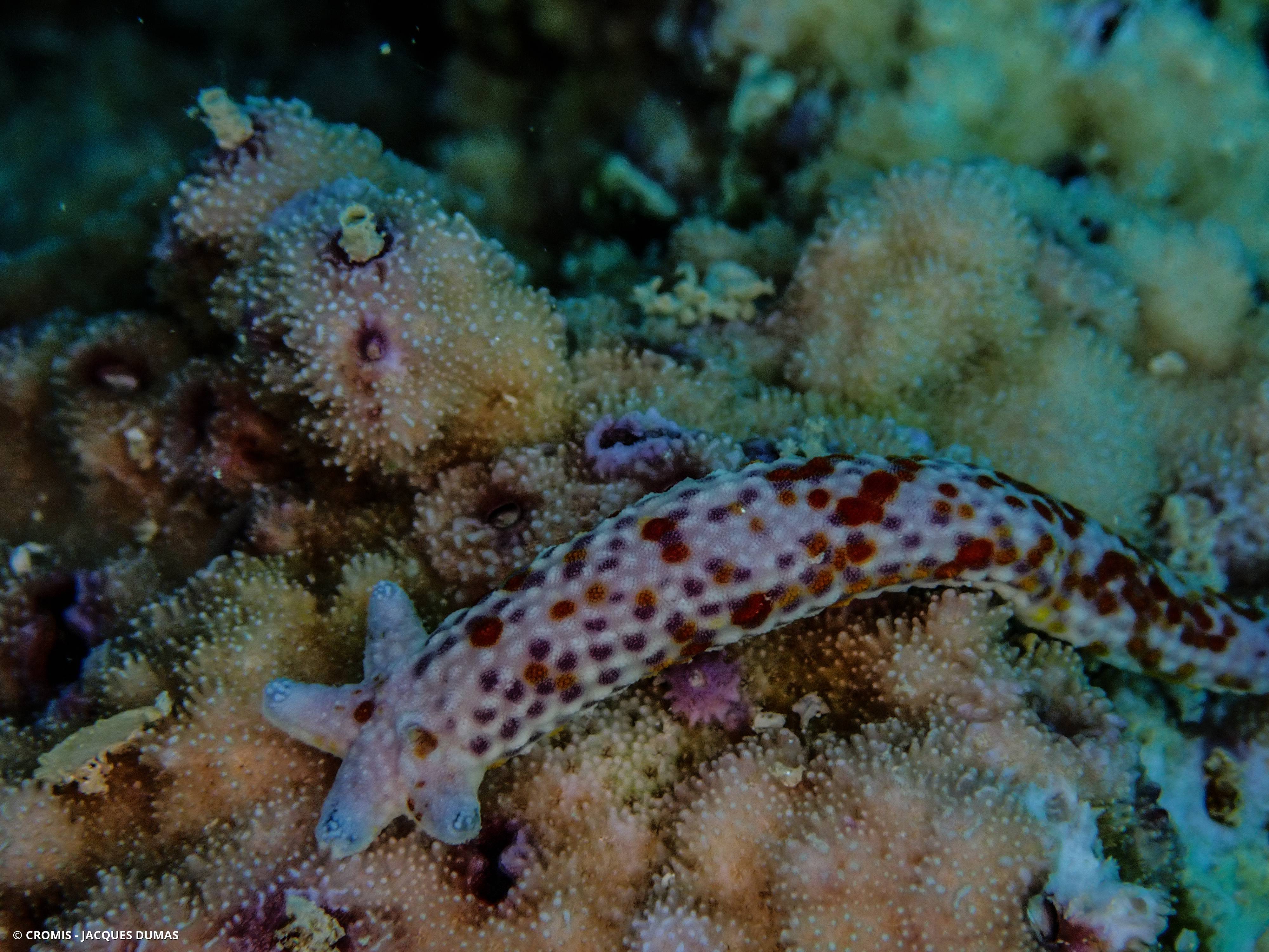Comète de mer