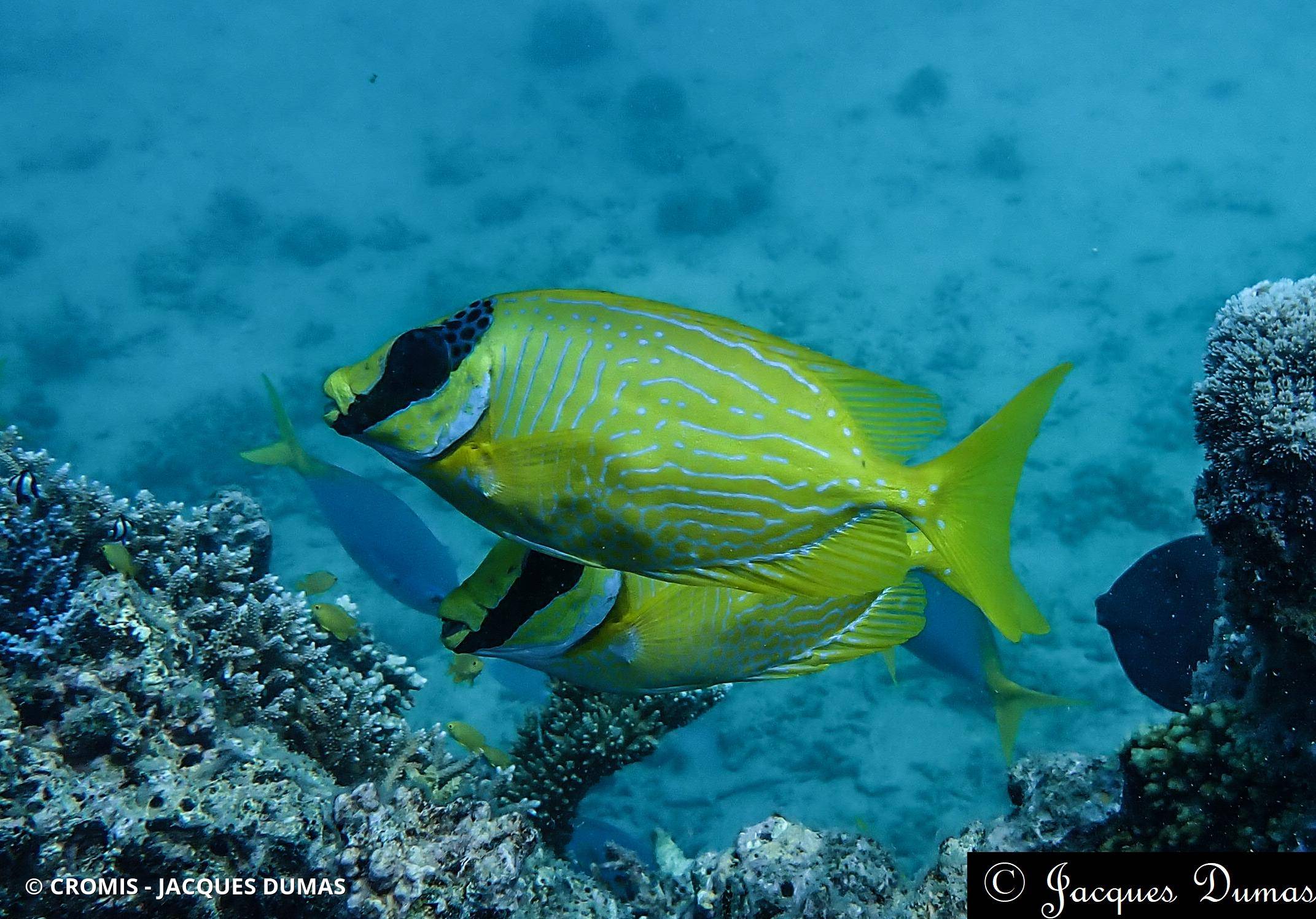 Poisson-lapin à lignes bleues