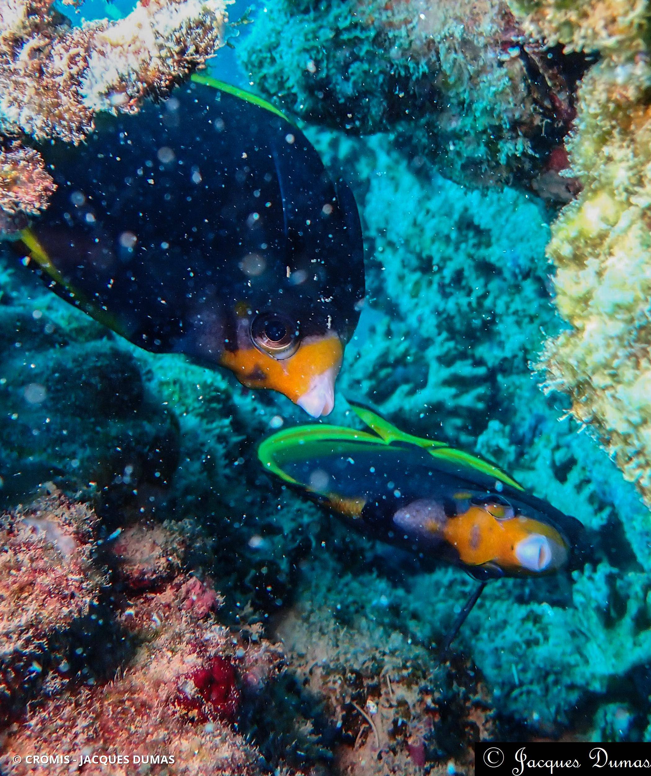 Poisson-papillon noir à nez jaune