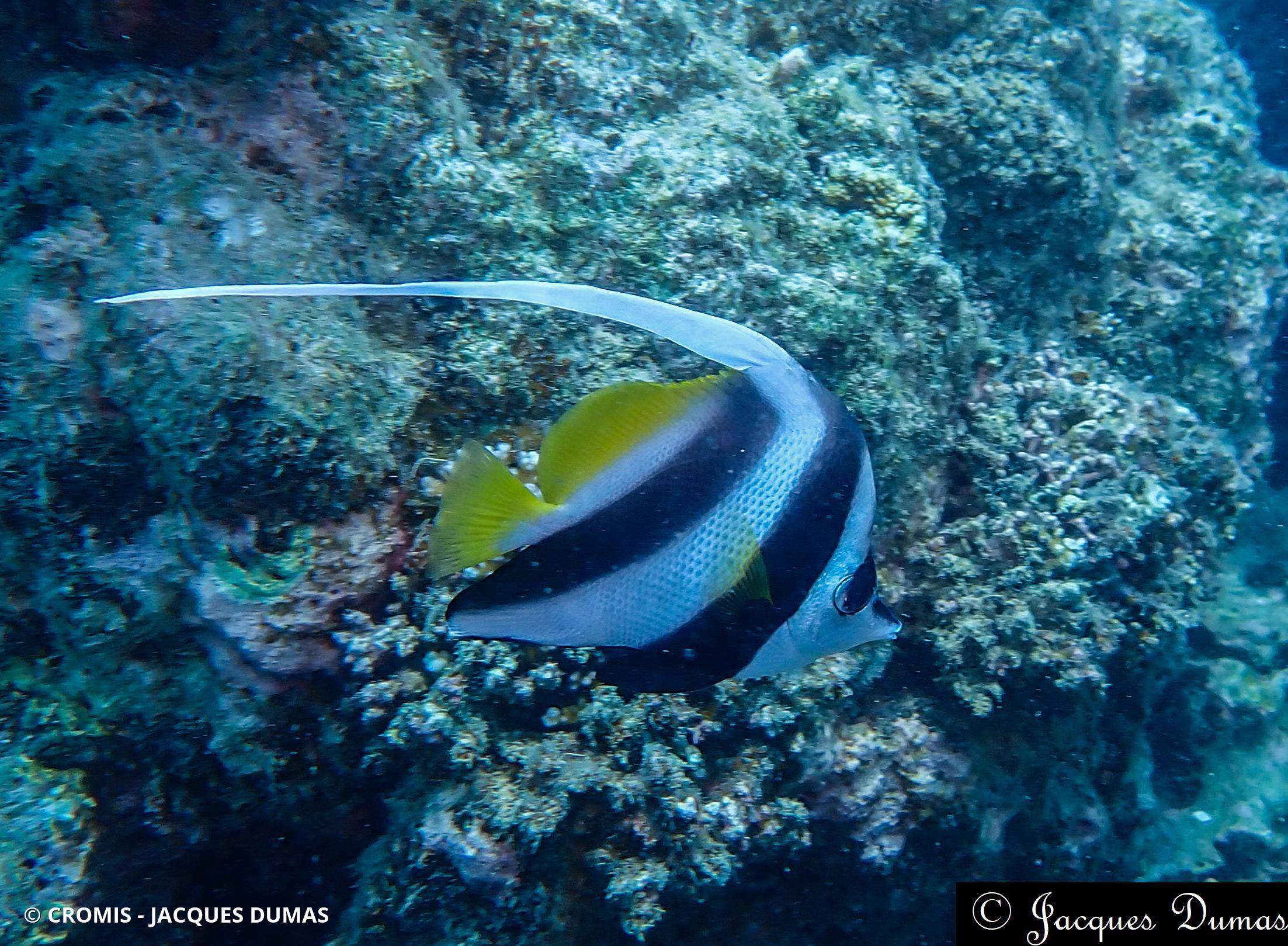 Poisson-cocher commun