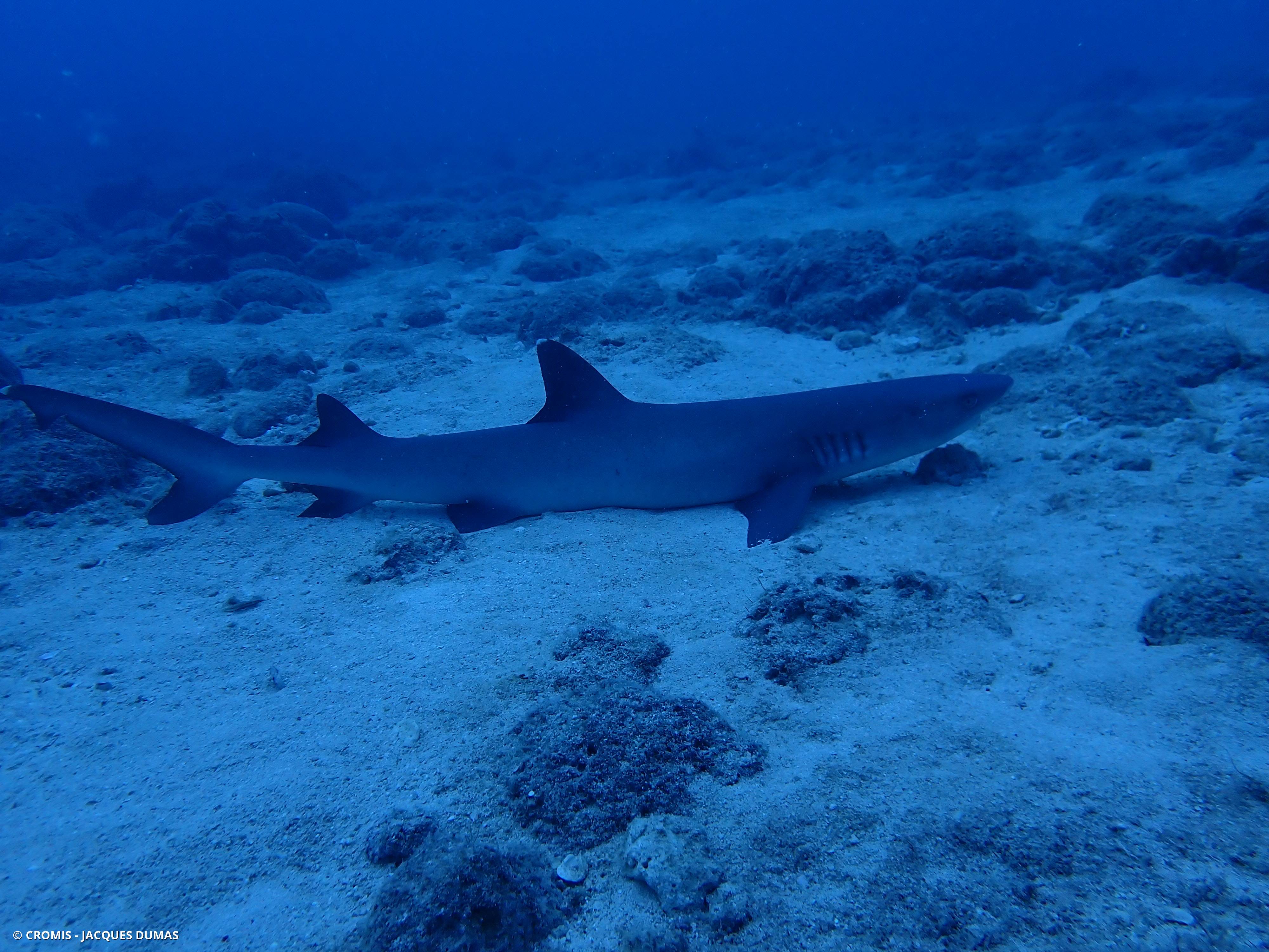Requin corail