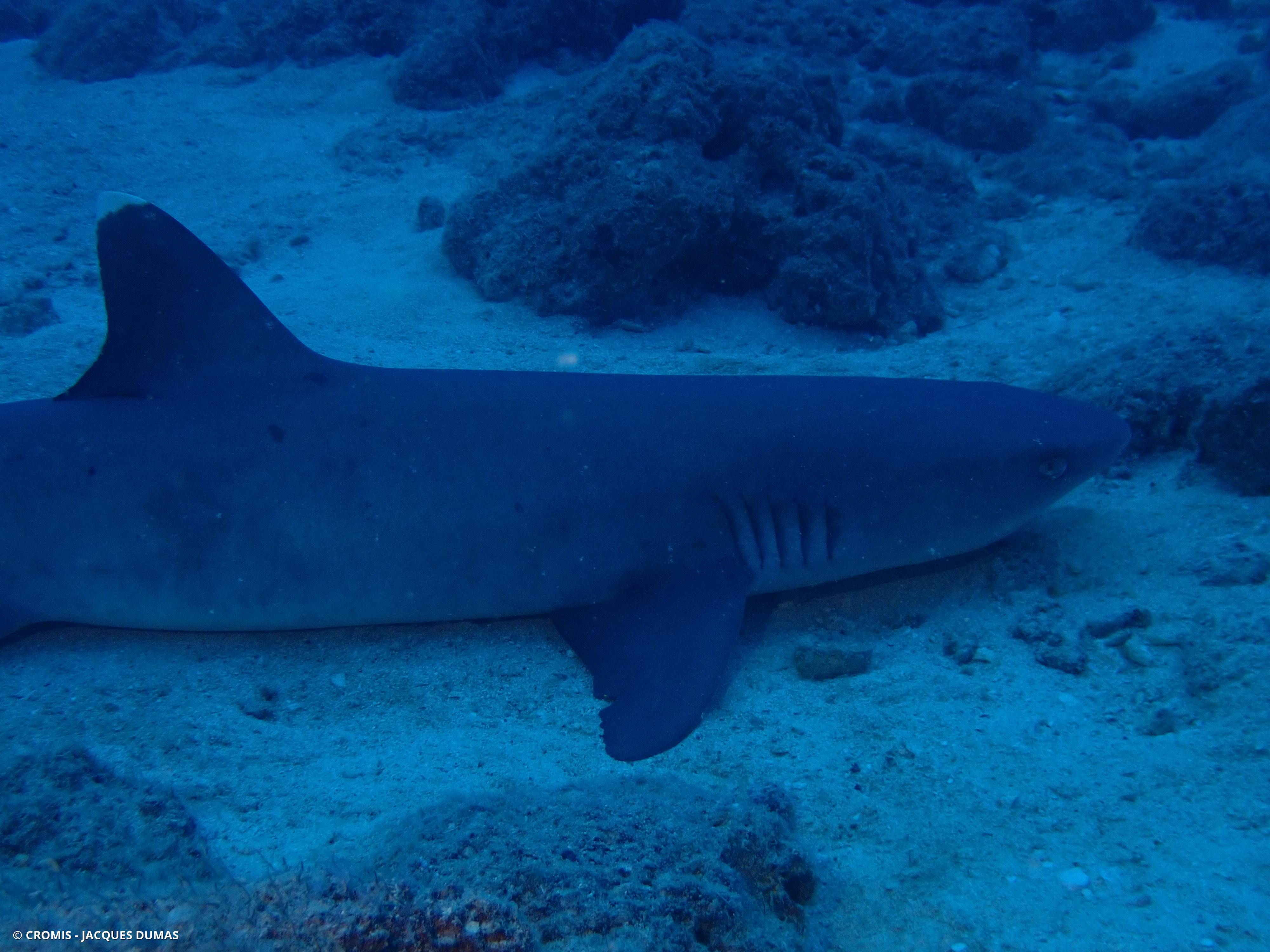 Requin corail