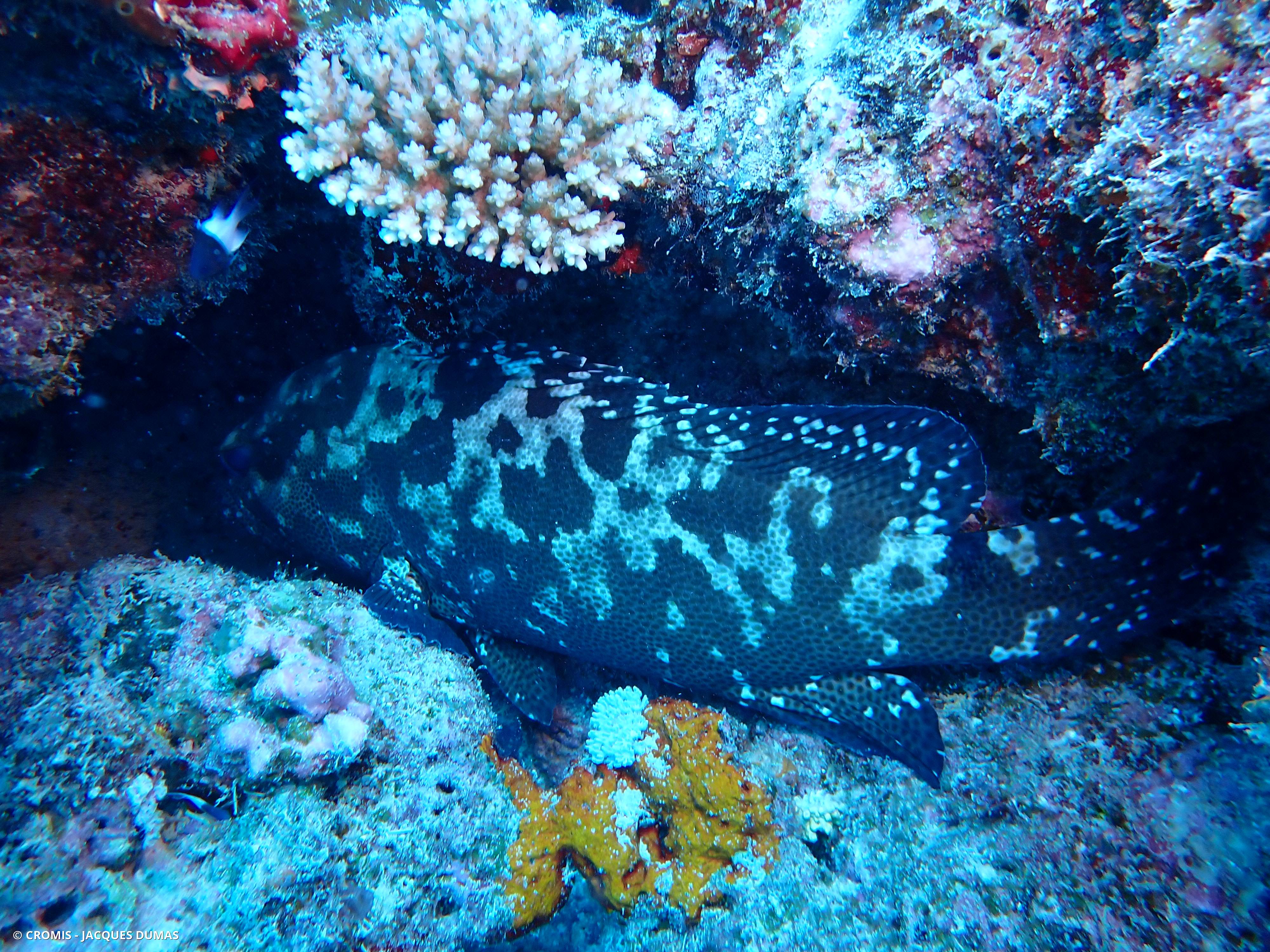 Mérou marron