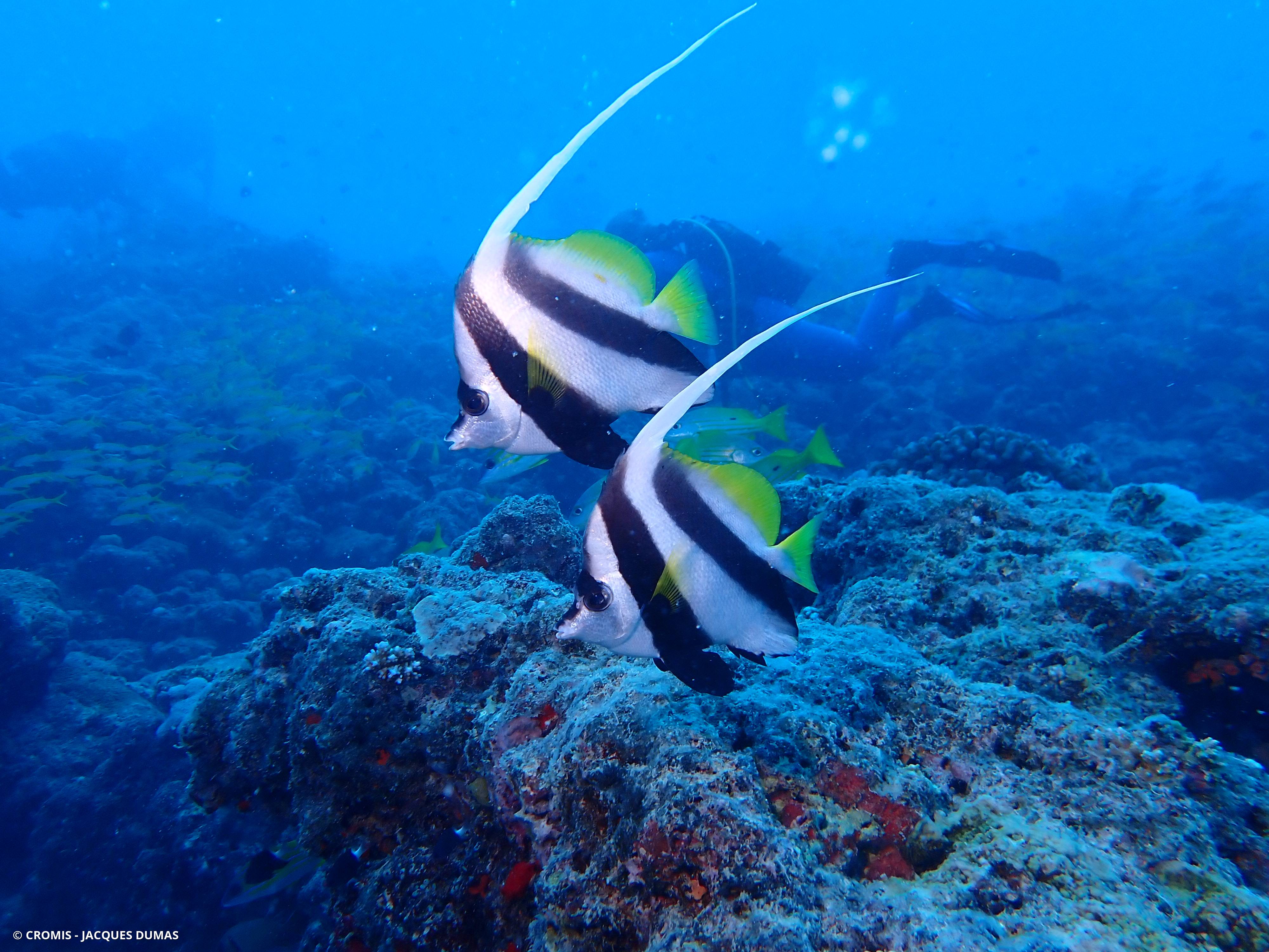 Poisson-cocher commun