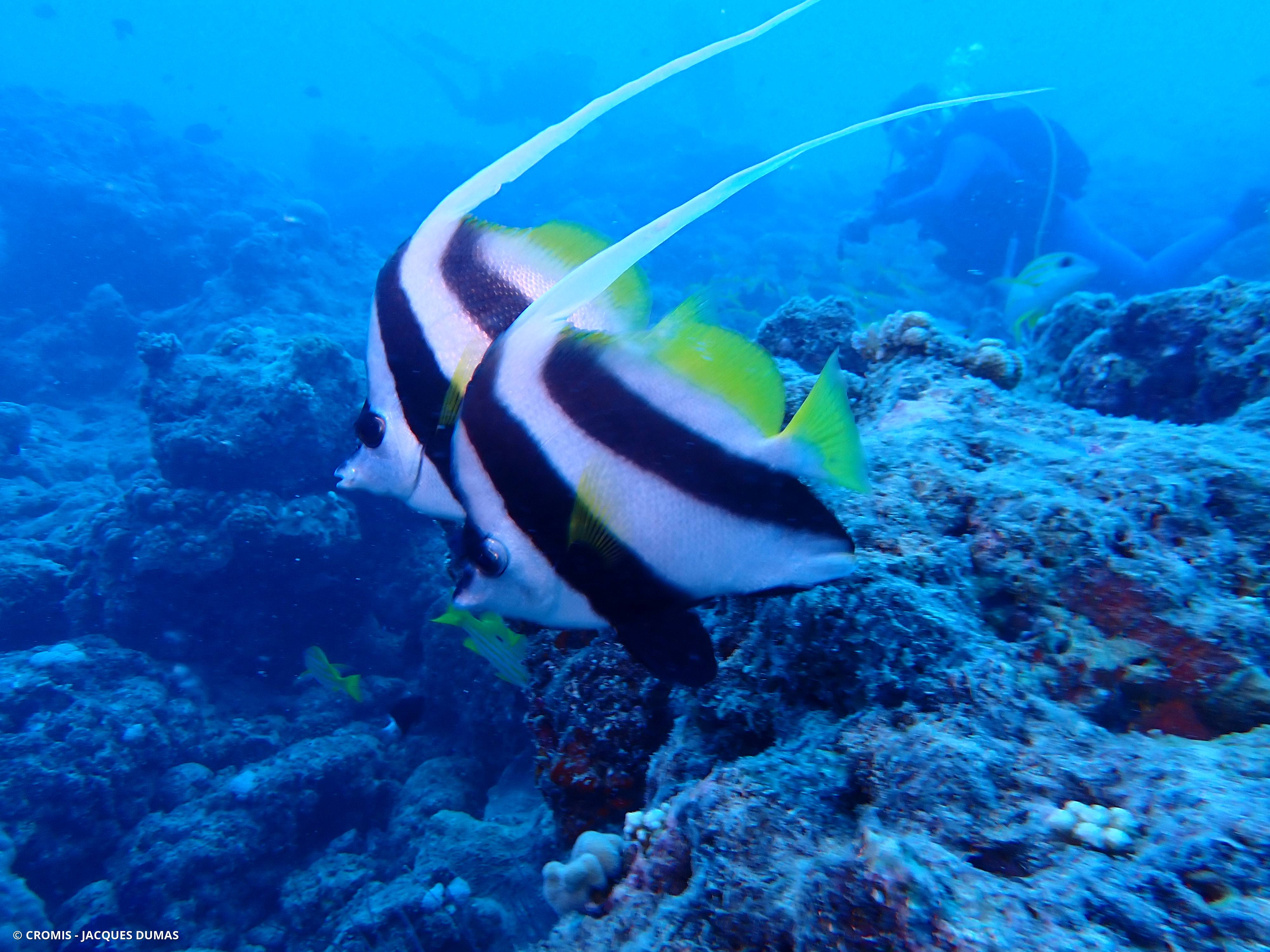 Poisson-cocher commun