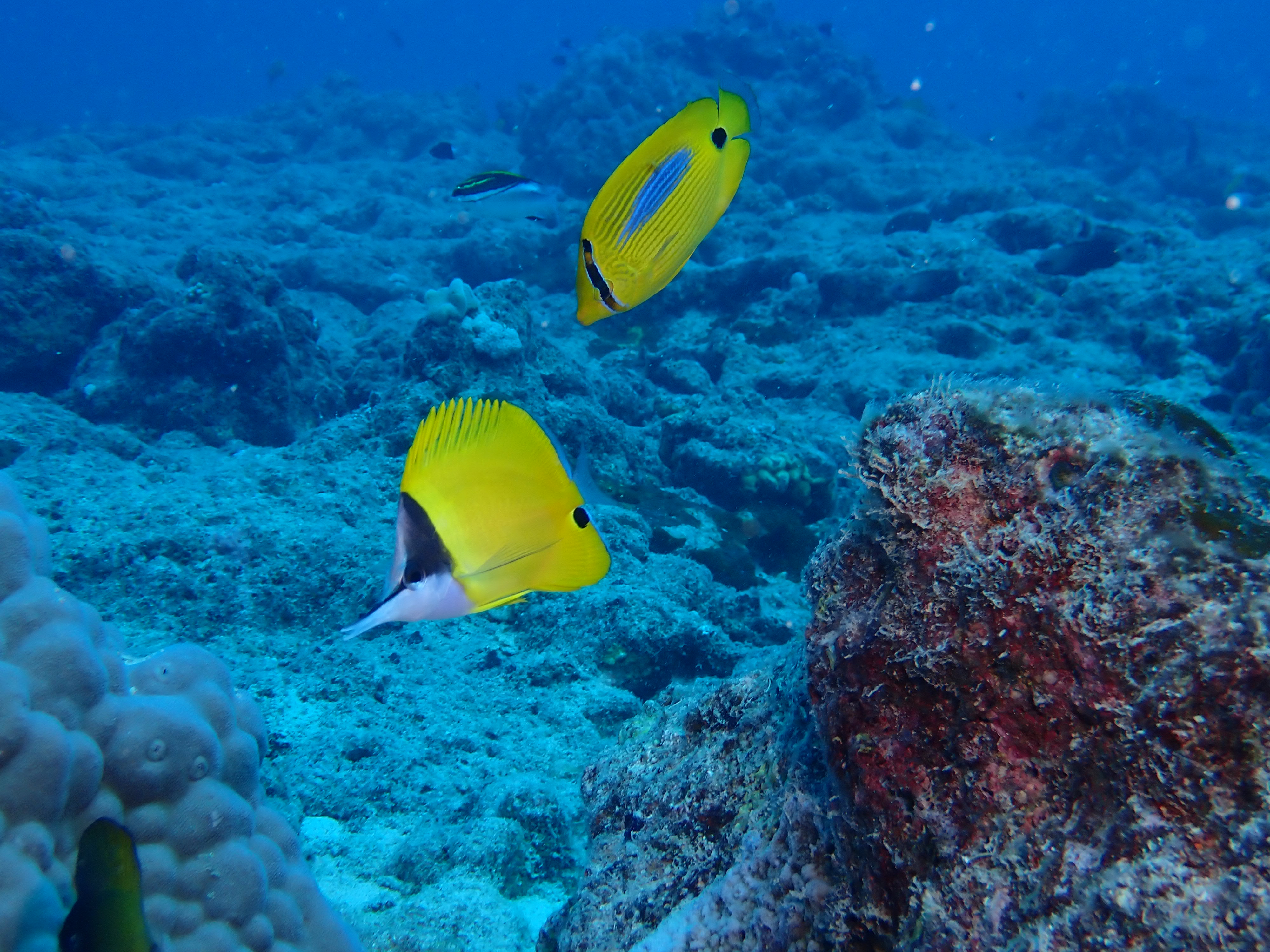 Poisson-pincette à très long nez