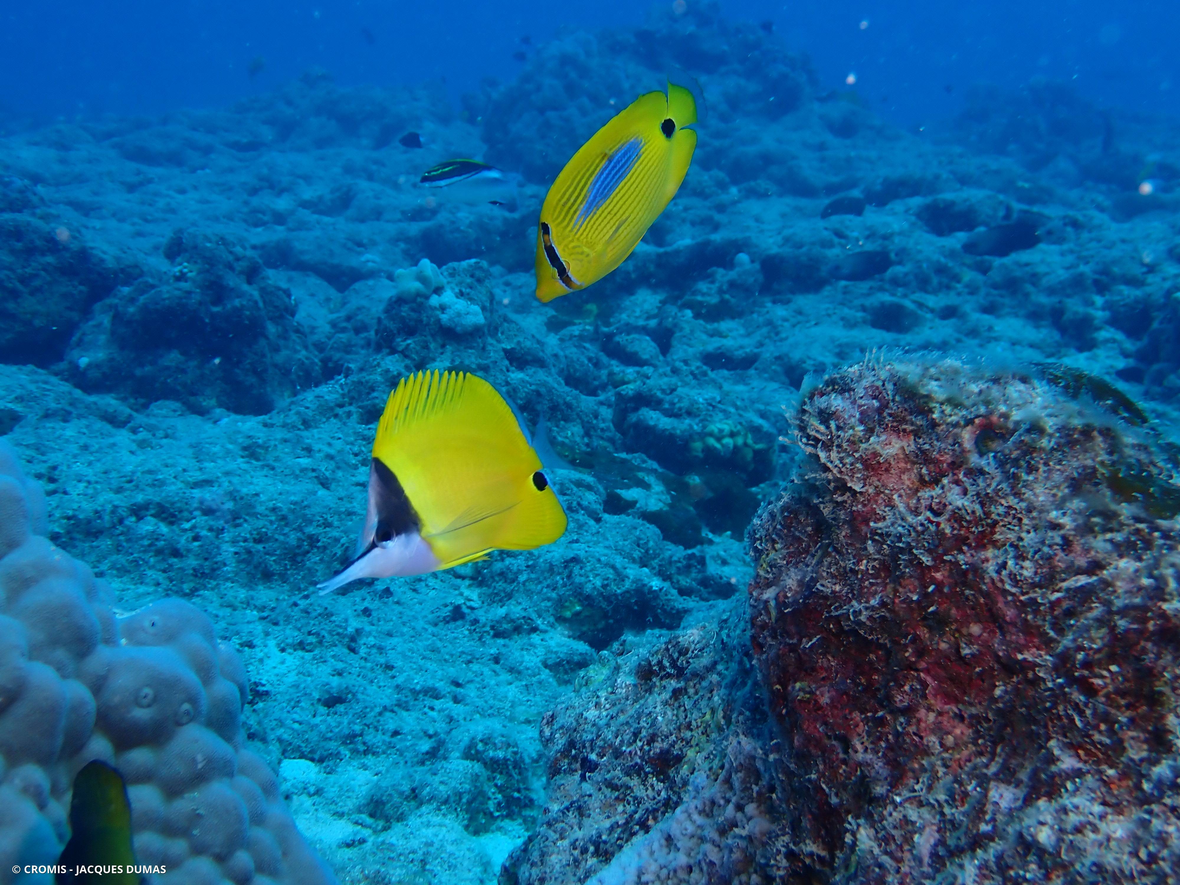 Poisson-pincette à très long nez